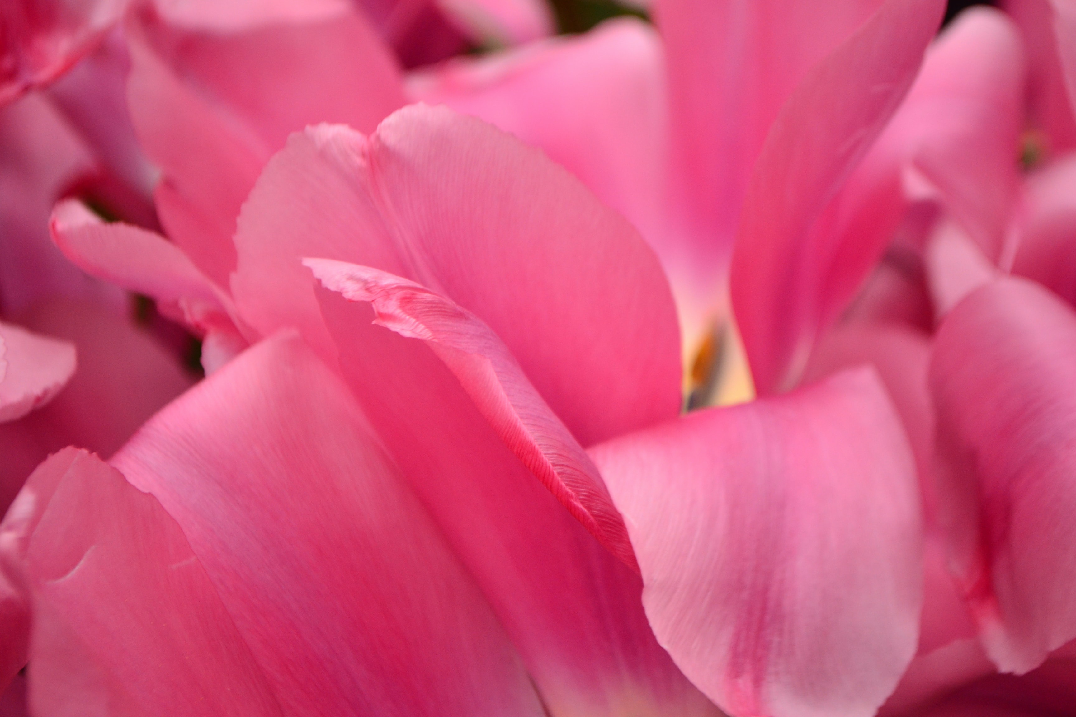 Laden Sie das Blumen, Blume, Makro, Blütenblatt, Pfingstrose, Erde/natur-Bild kostenlos auf Ihren PC-Desktop herunter