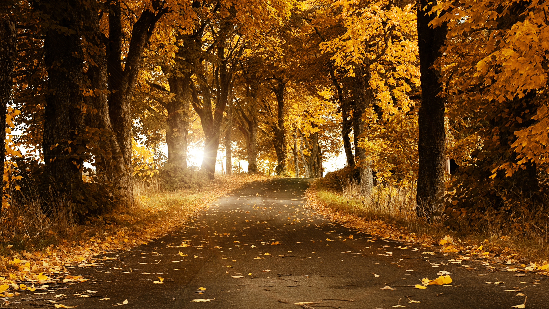 Descarga gratis la imagen Bosque, Tierra/naturaleza en el escritorio de tu PC