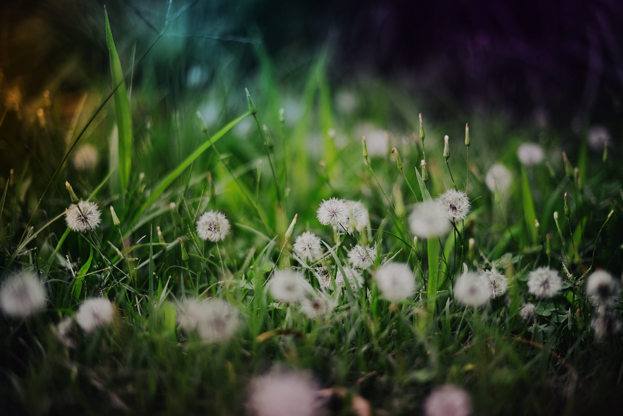 Download mobile wallpaper Nature, Grass, Blur, Earth, Dandelion for free.