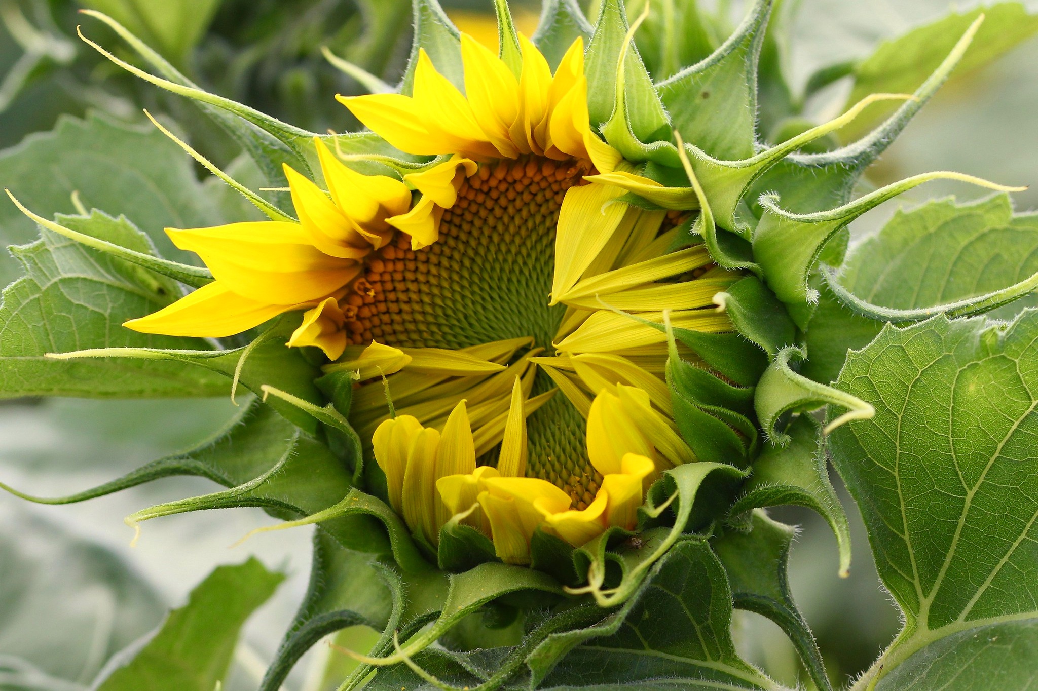 Téléchargez des papiers peints mobile Fleurs, Tournesol, Terre/nature gratuitement.