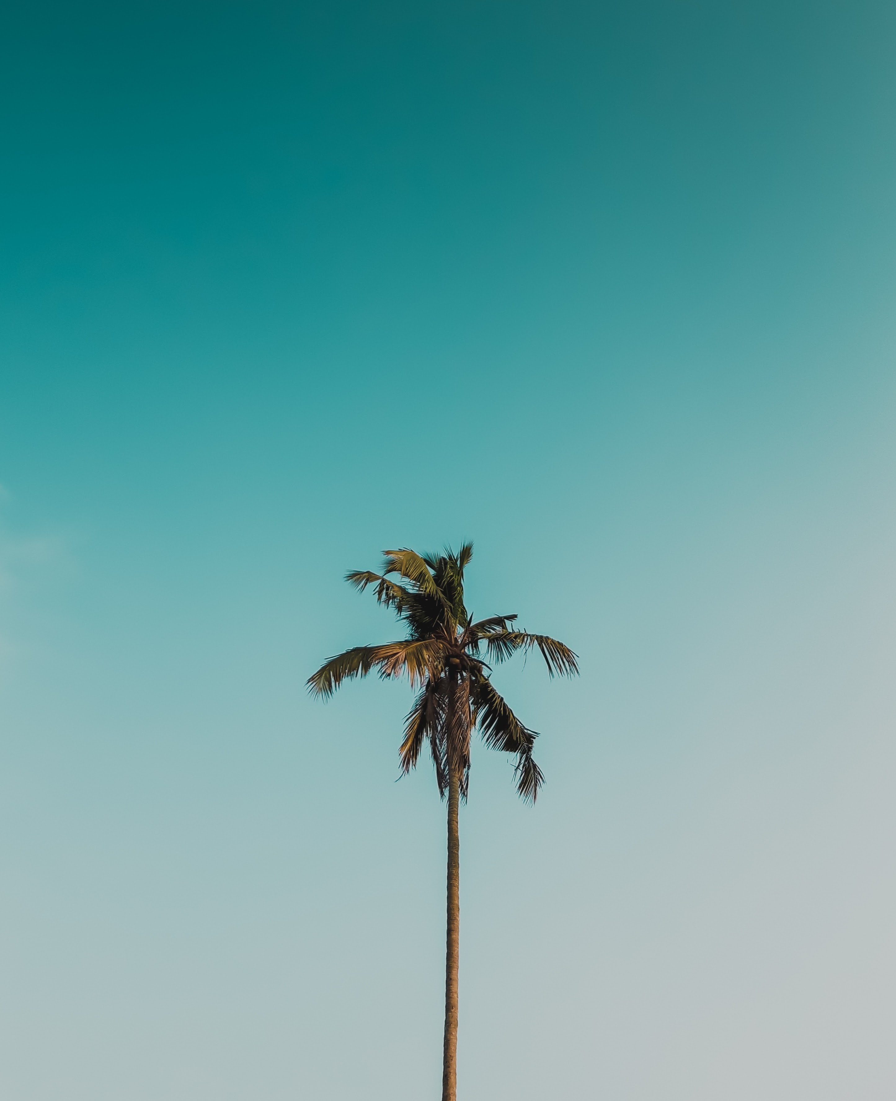 palm, nature, sky, wood, tree, branches