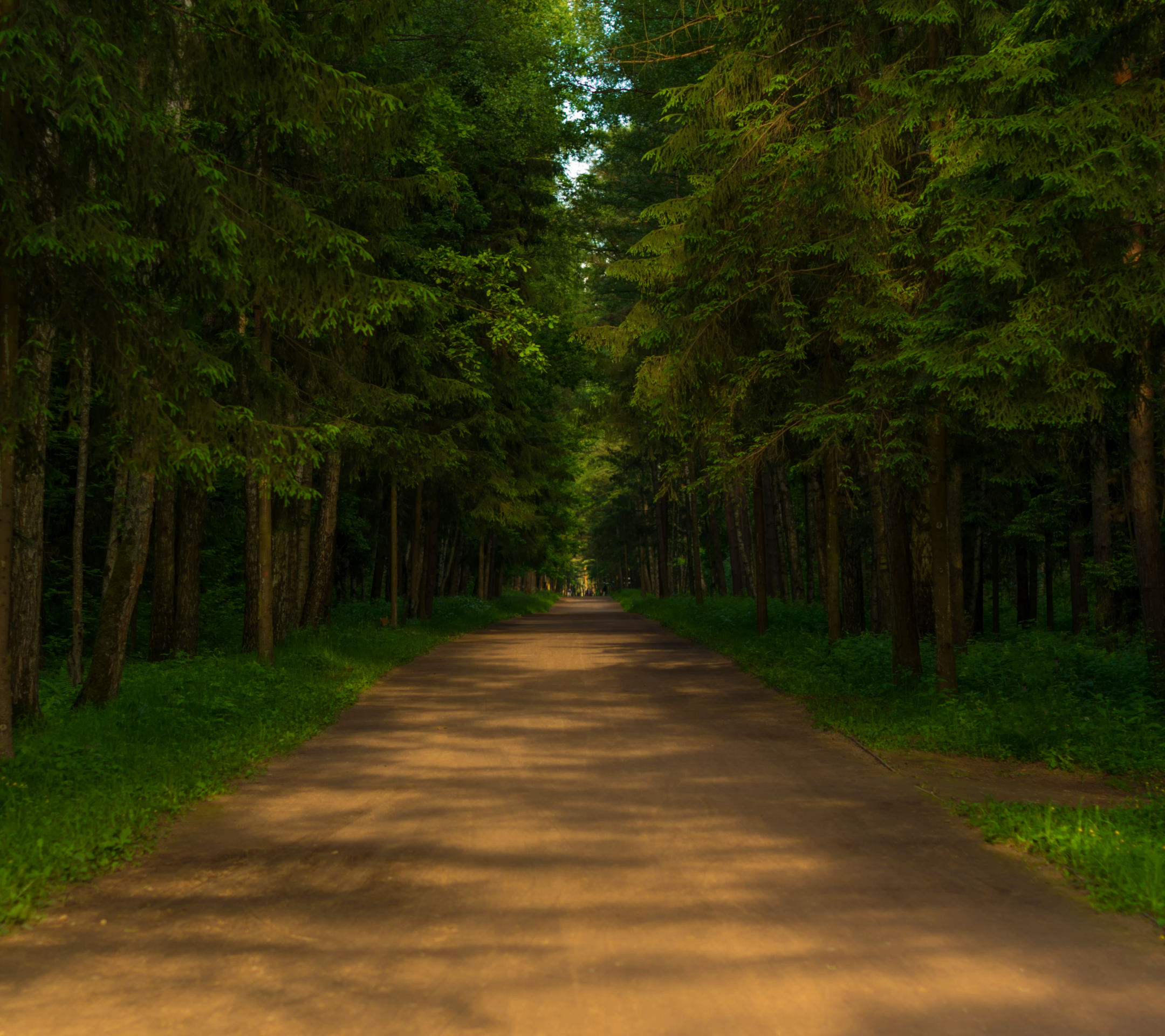 Téléchargez gratuitement l'image Forêt, Chemin, Terre/nature sur le bureau de votre PC