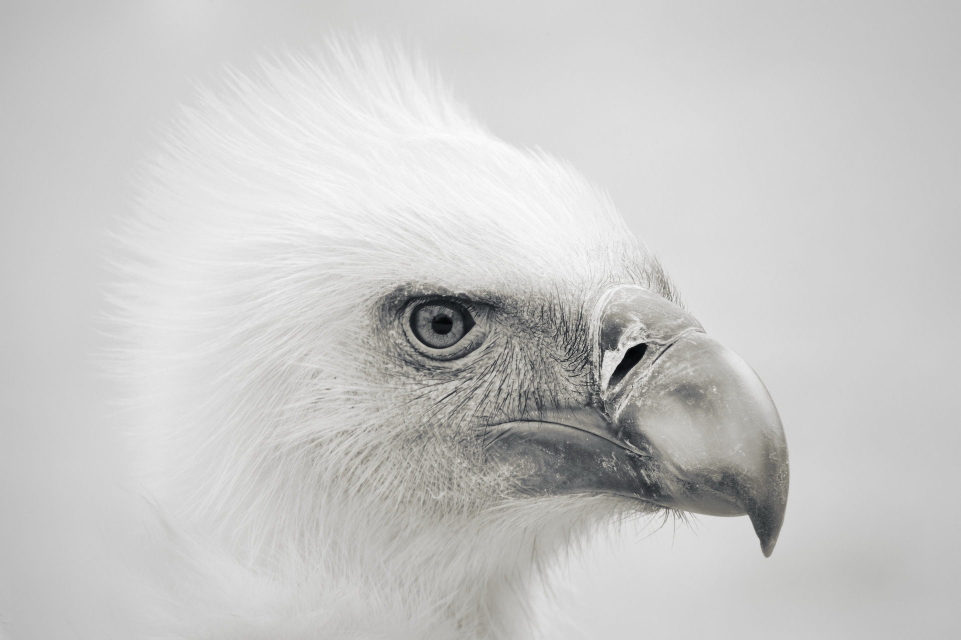 Download mobile wallpaper Animals, Predator, Beak, Bird, Eagle for free.