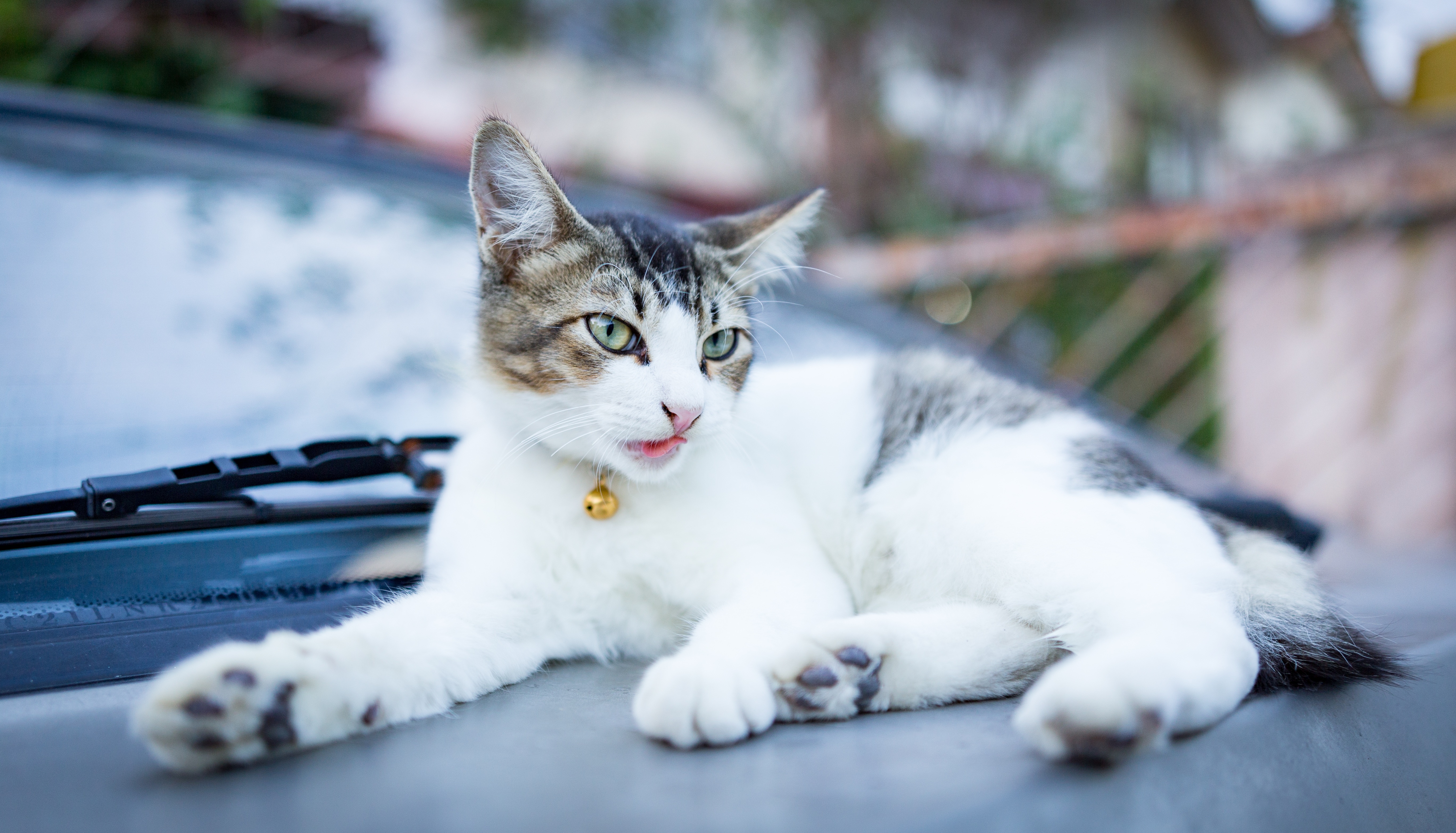 無料モバイル壁紙動物, ネコ, 猫をダウンロードします。