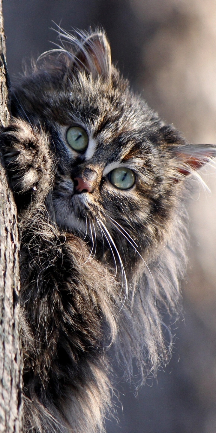 Handy-Wallpaper Tiere, Katzen, Katze, Tiefenschärfe kostenlos herunterladen.