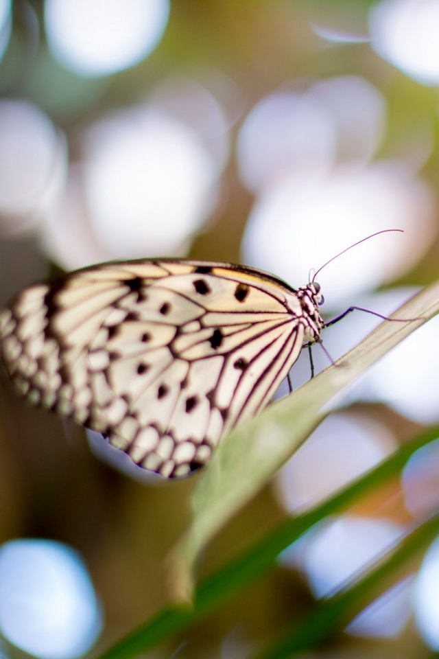 Download mobile wallpaper Butterfly, Animal for free.