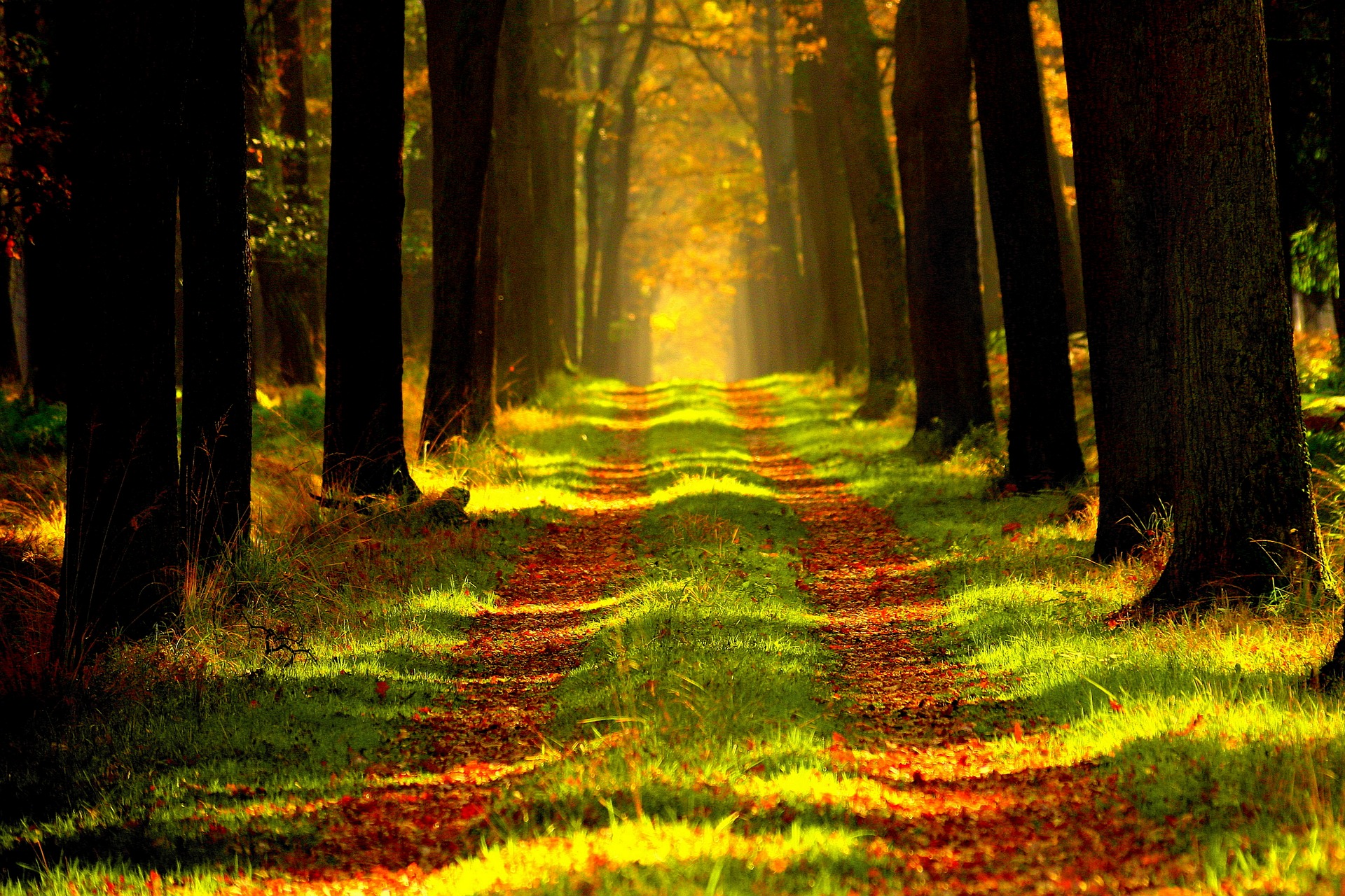 trail, nature, trees, autumn, forest, path, foliage Full HD