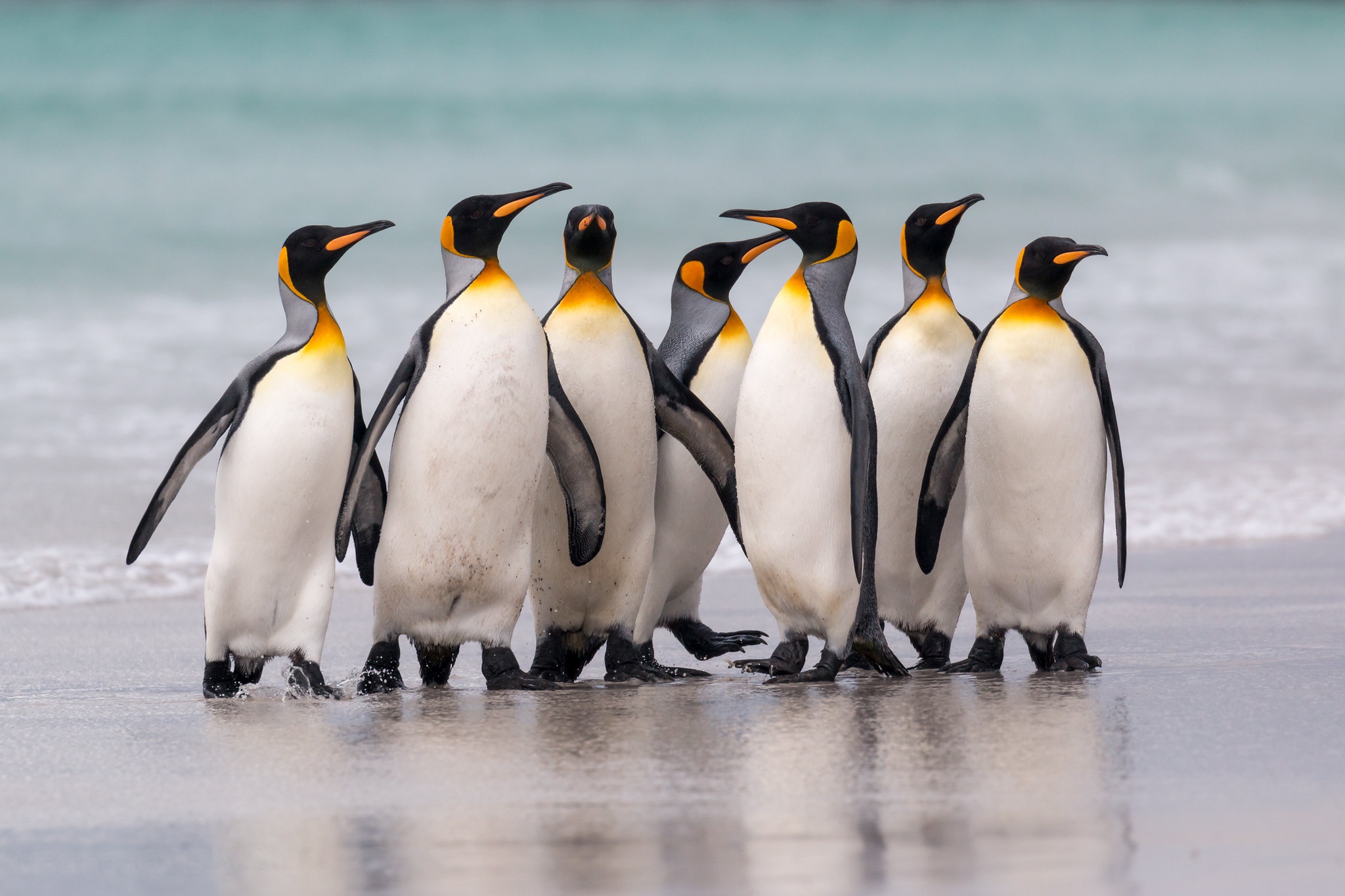 Free download wallpaper Birds, Animal, Penguin on your PC desktop