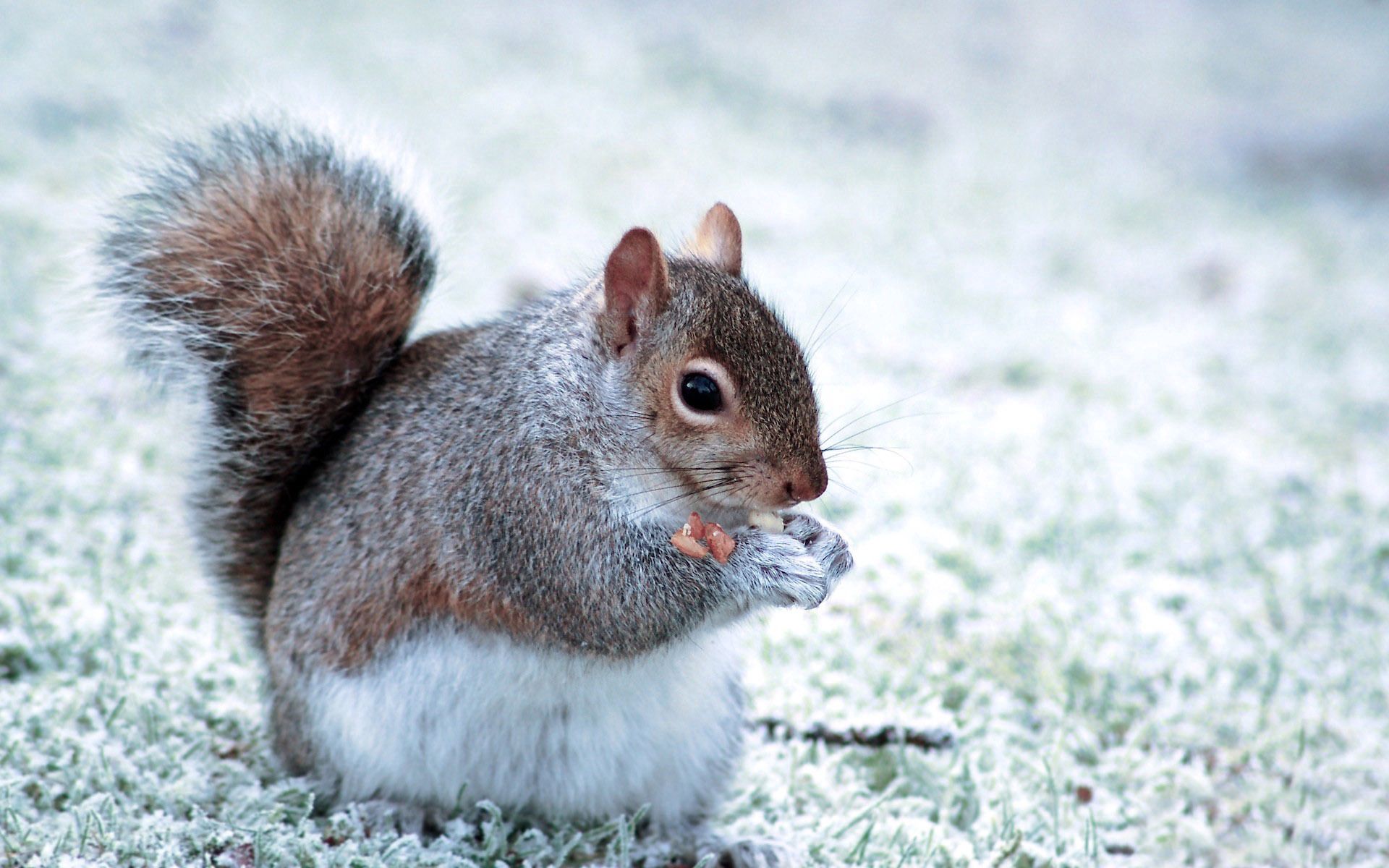 New Lock Screen Wallpapers animals, squirrel, food, fluffy, animal