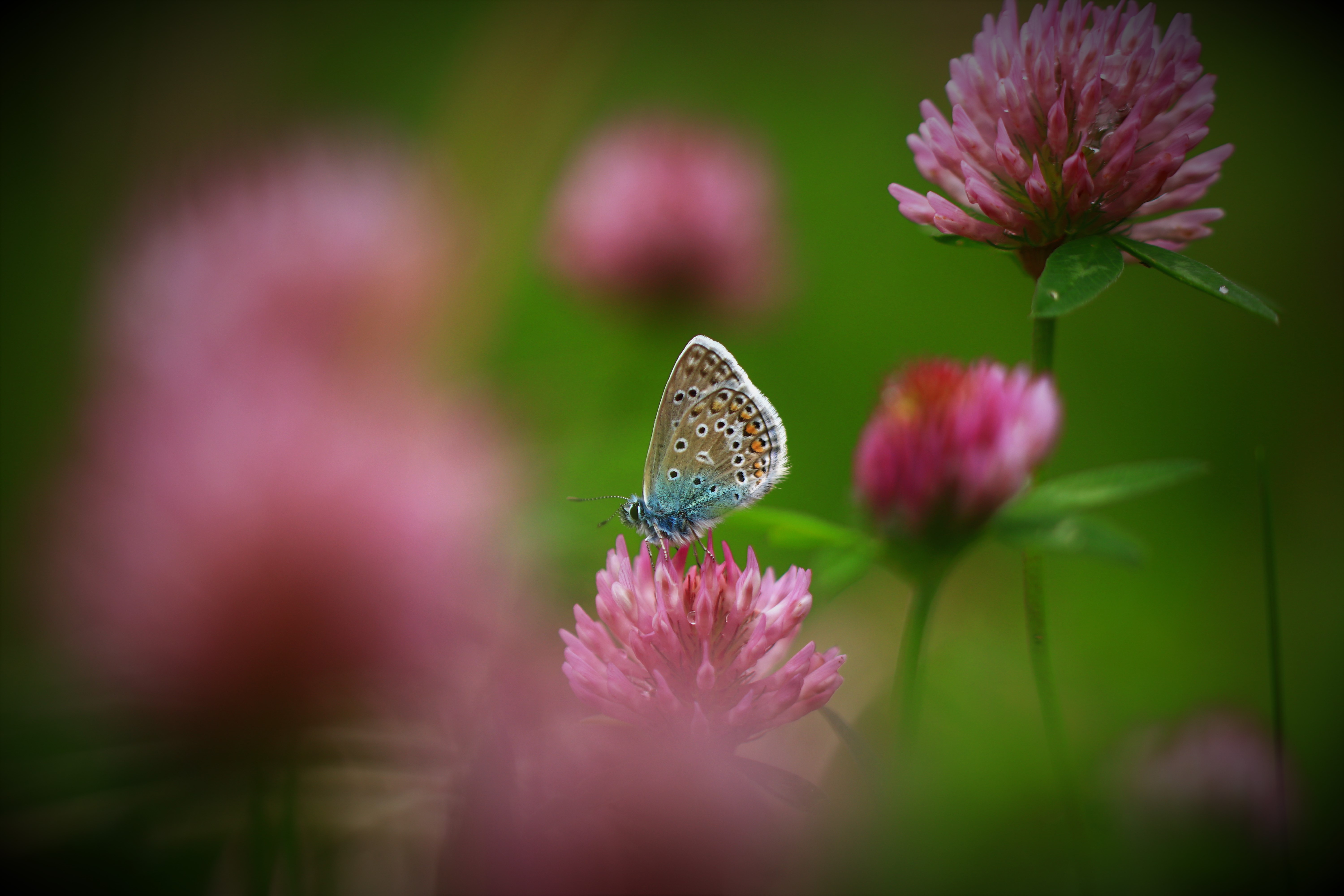 Download mobile wallpaper Flower, Macro, Insect, Butterfly, Animal for free.