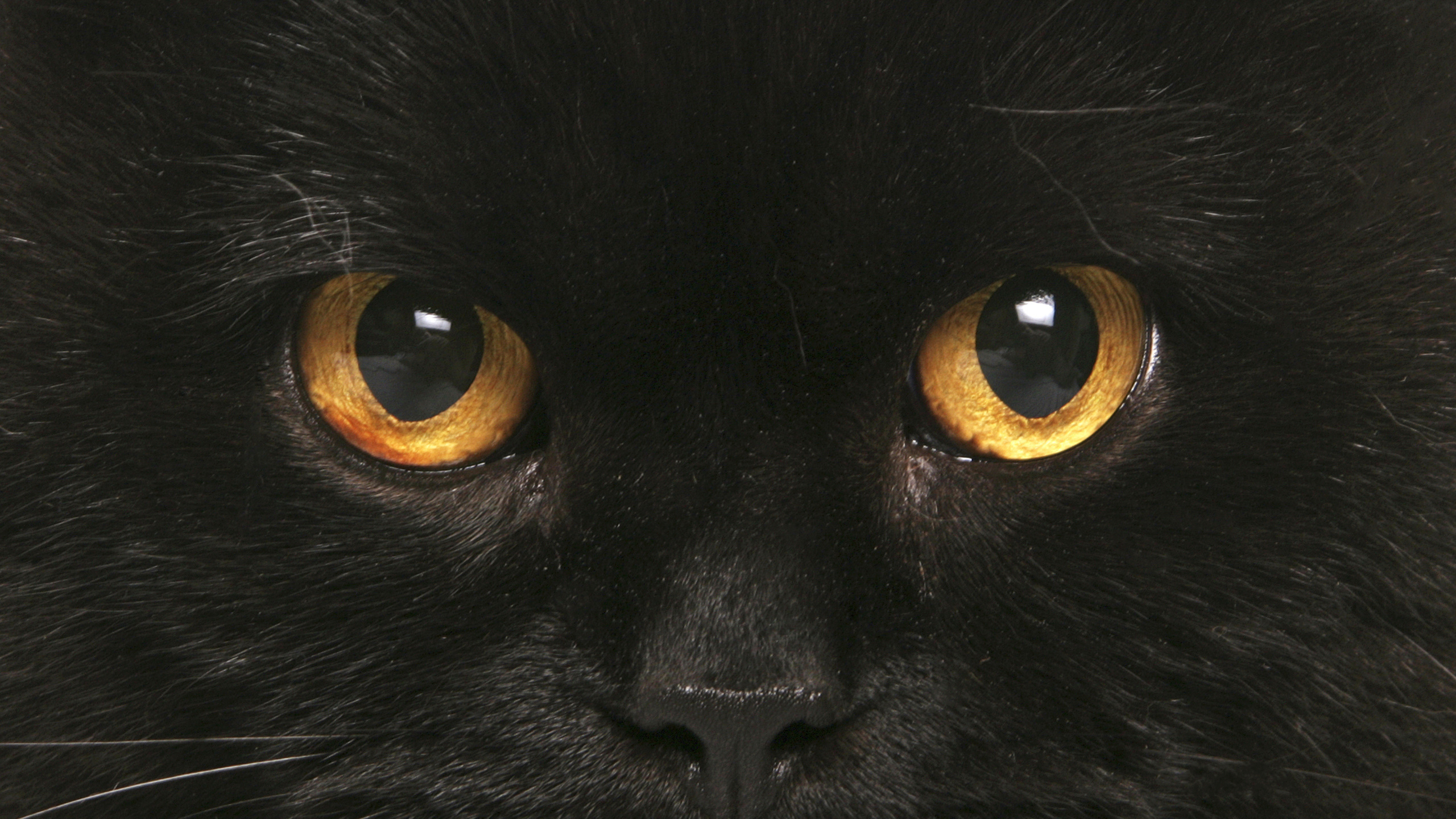 Скачать обои бесплатно Животные, Кошка, Чёрный, Глаз, Кошки картинка на рабочий стол ПК