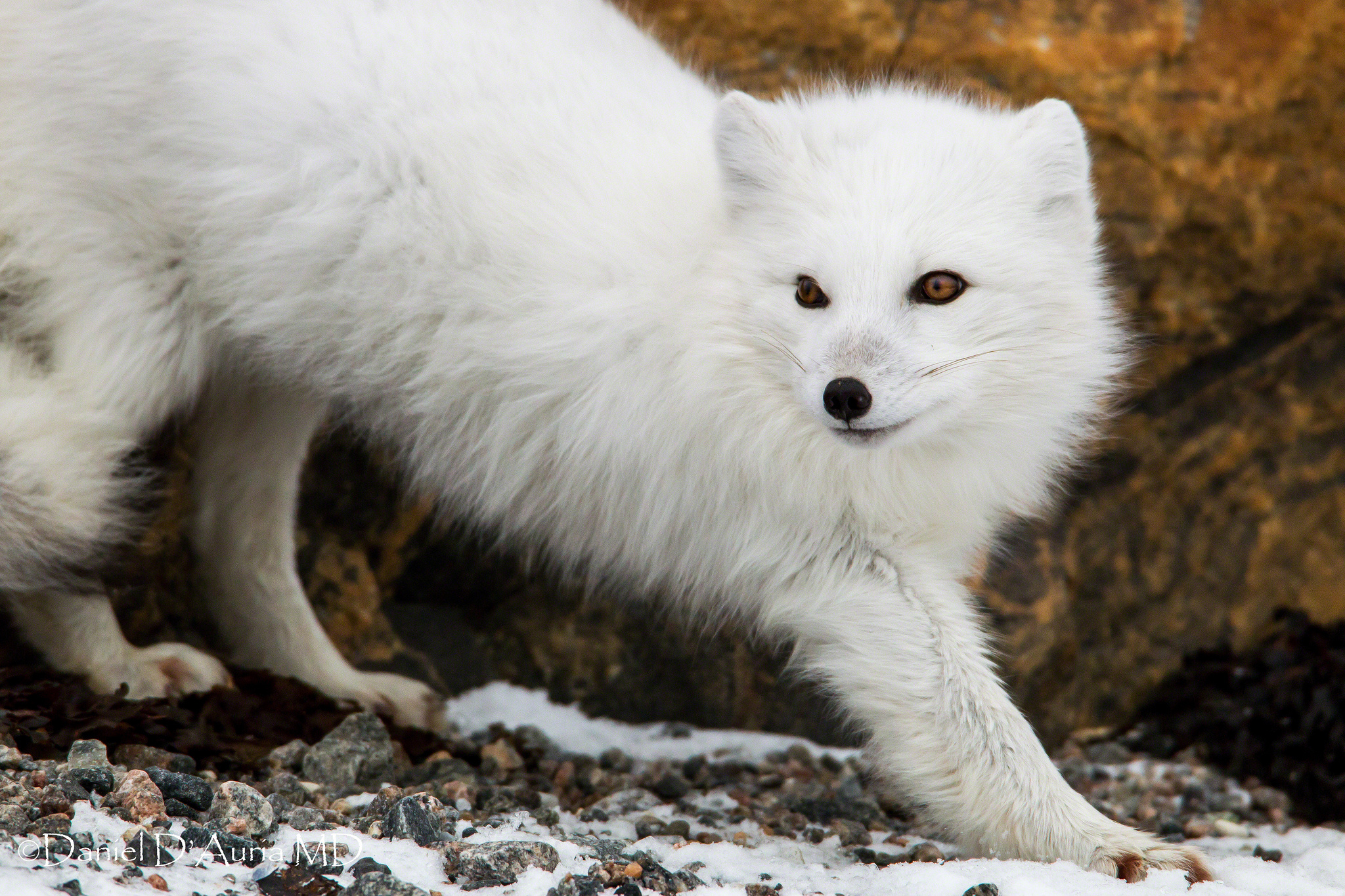 282076 descargar imagen animales, zorro polar, perros: fondos de pantalla y protectores de pantalla gratis