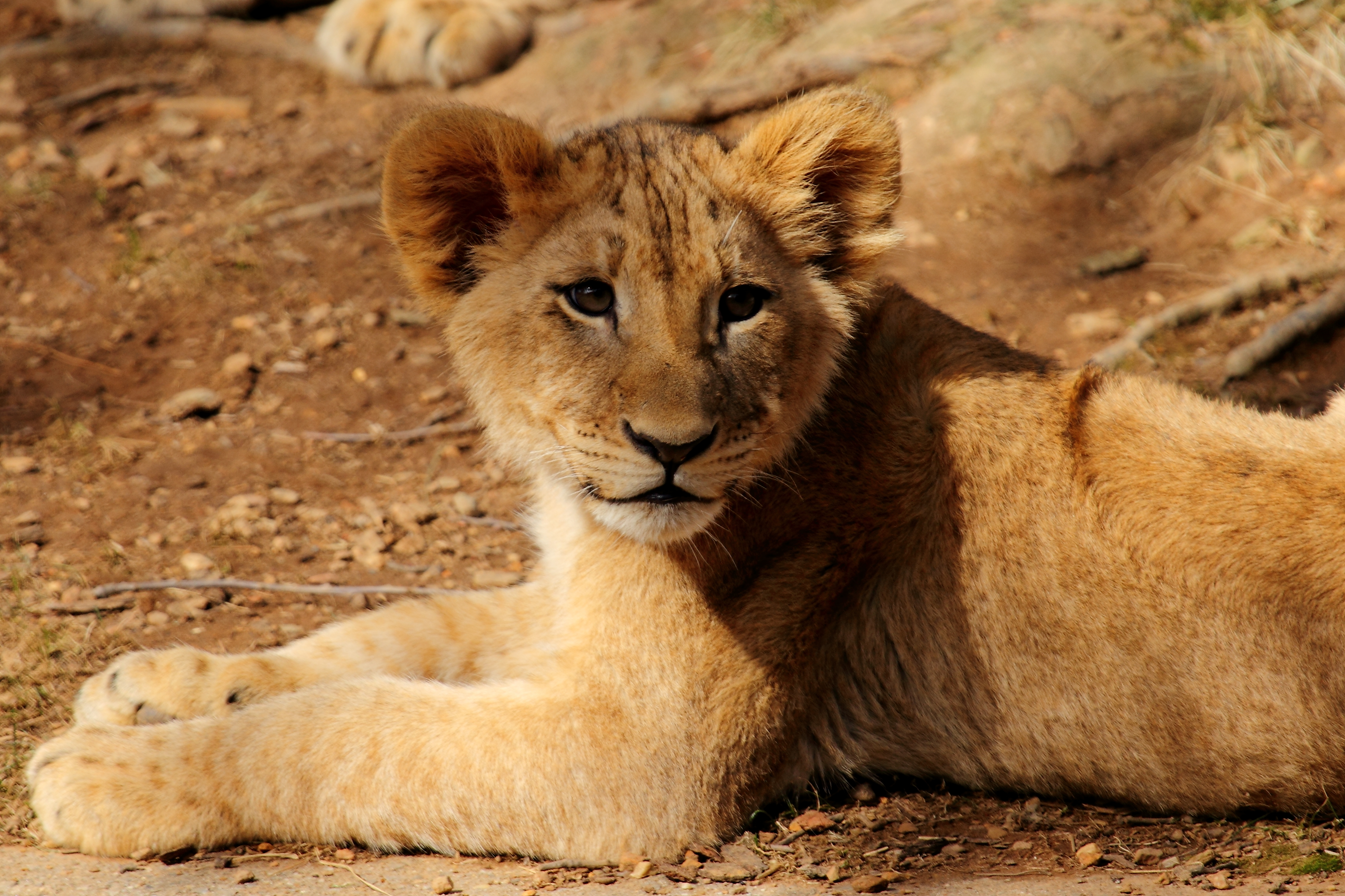Download mobile wallpaper Animals, Lion Cub, Animal, Wildlife, Lion for free.