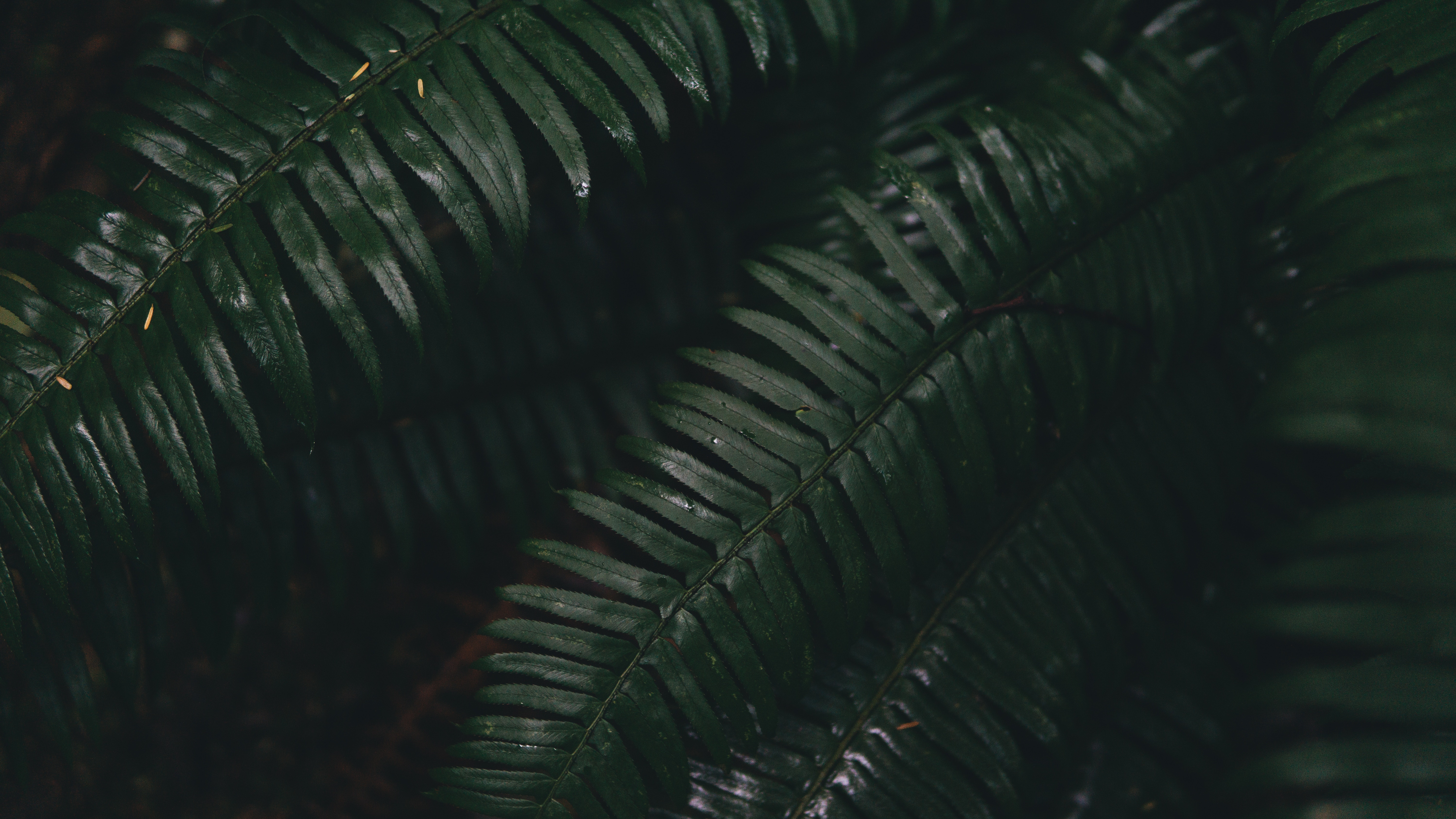 fern, leaves, plant, green, macro images