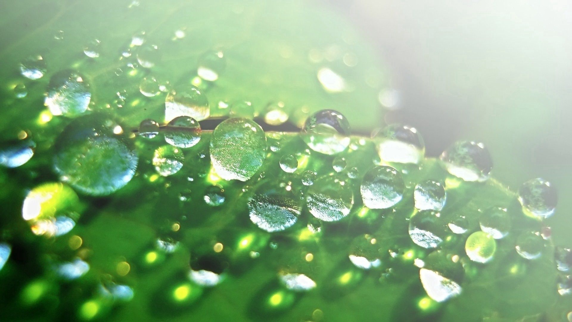 Download mobile wallpaper Macro, Dew, Drops, Surface for free.