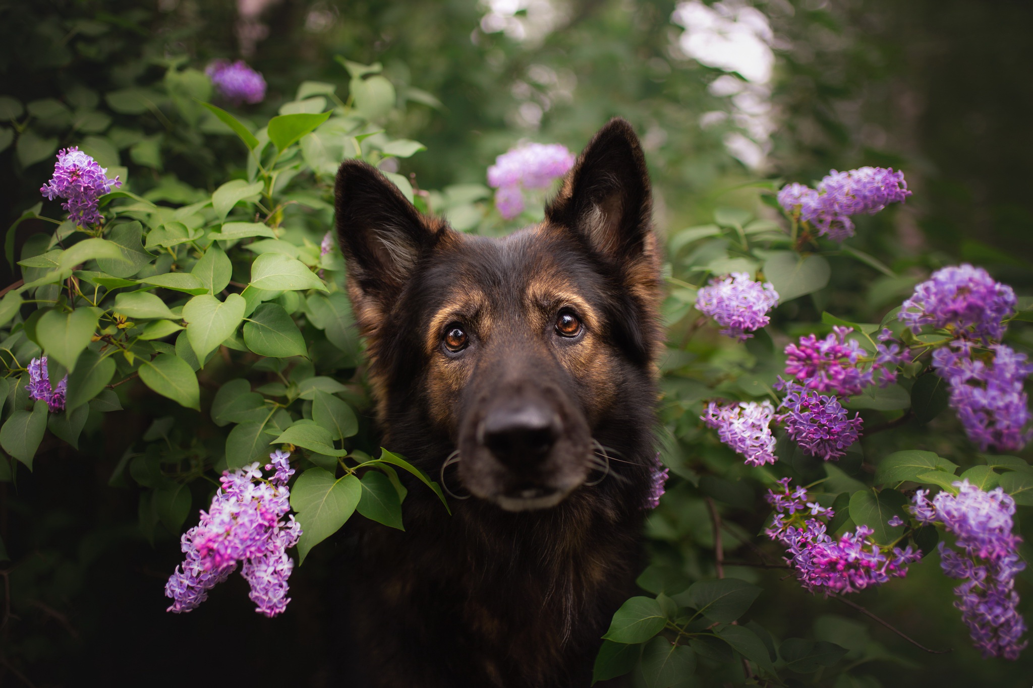 Download mobile wallpaper Dogs, Flower, Dog, Animal, German Shepherd, Pink Flower for free.