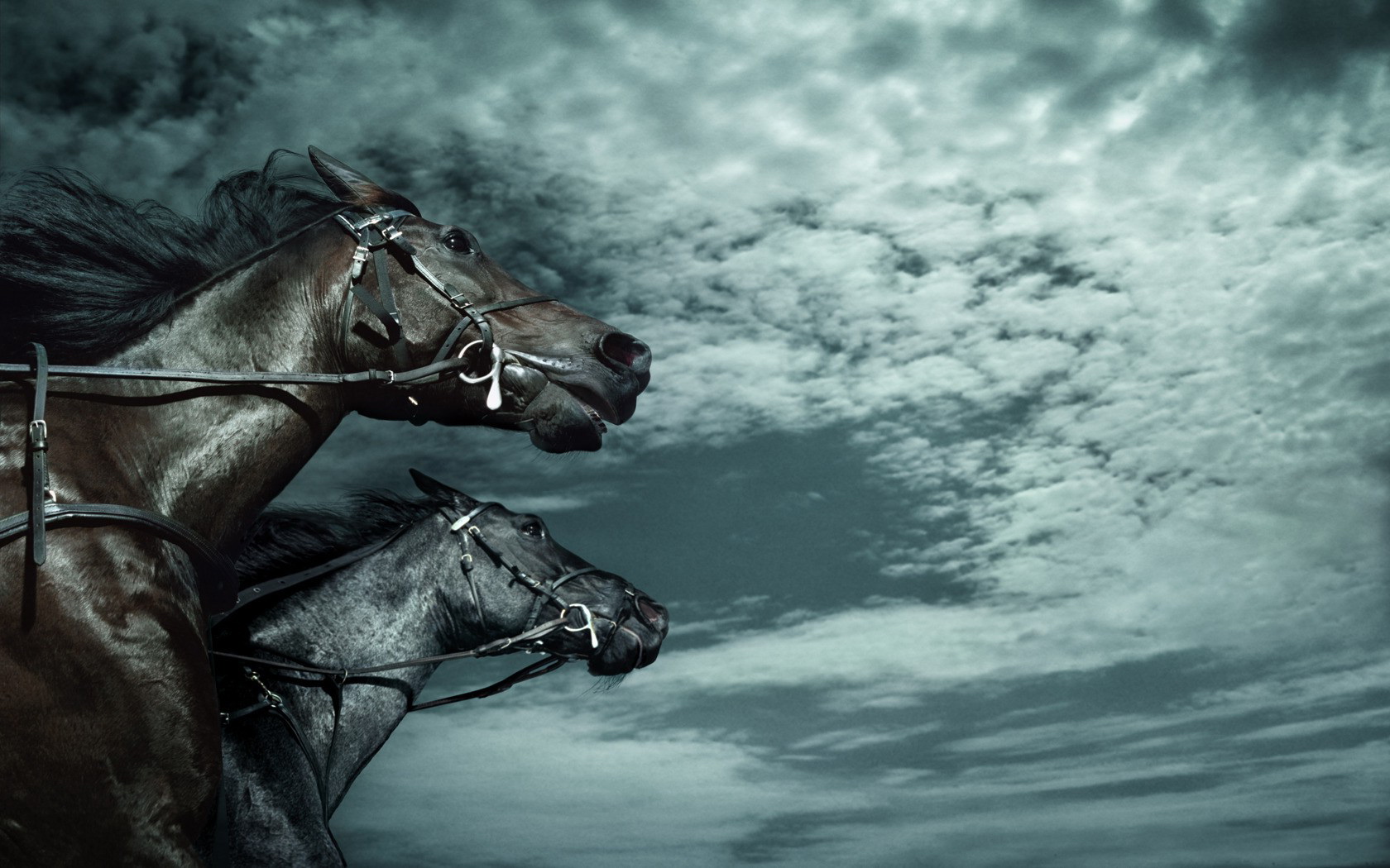 Free download wallpaper Animal, Horse on your PC desktop