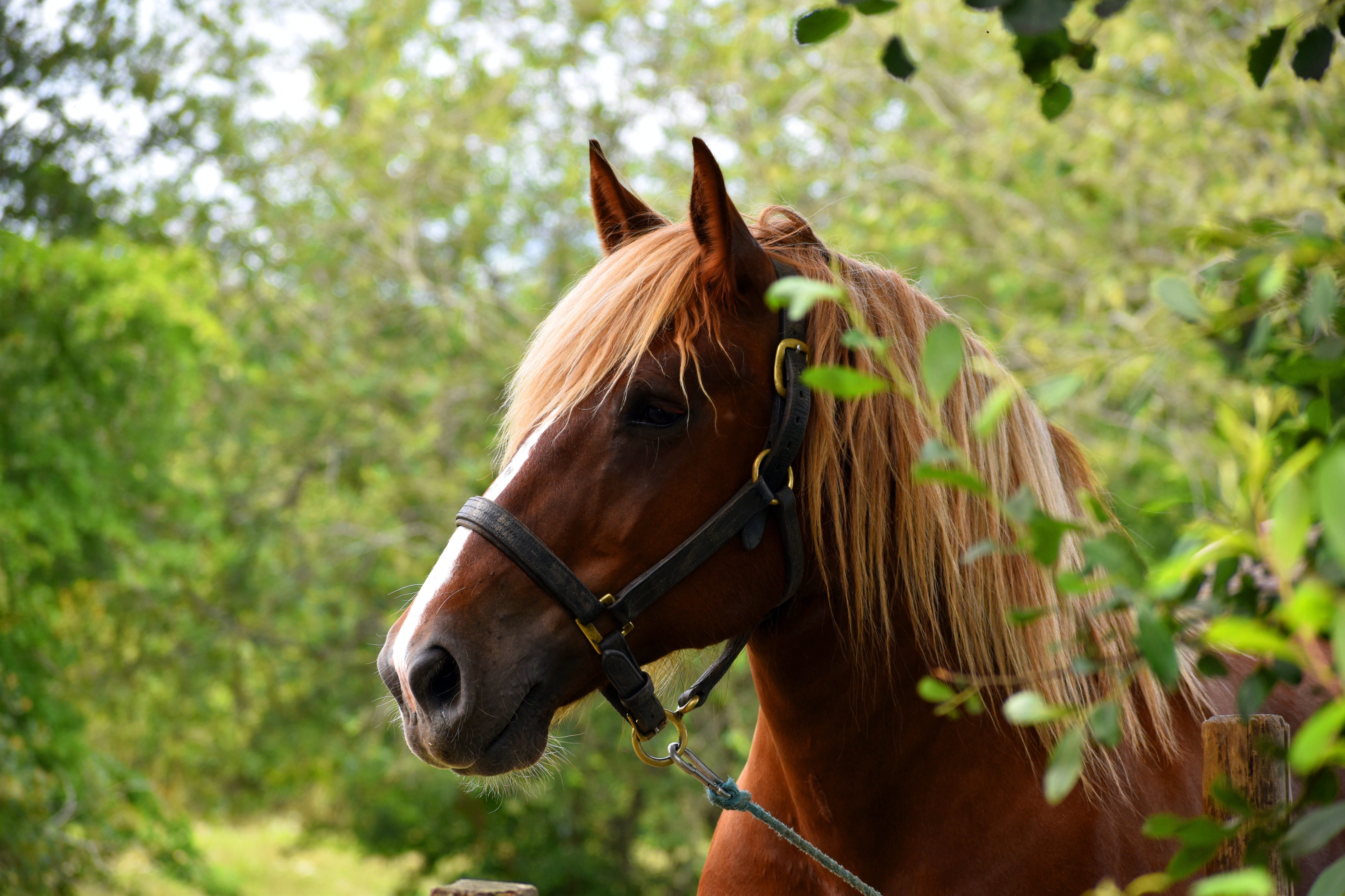 Téléchargez gratuitement l'image Animaux, Cheval sur le bureau de votre PC