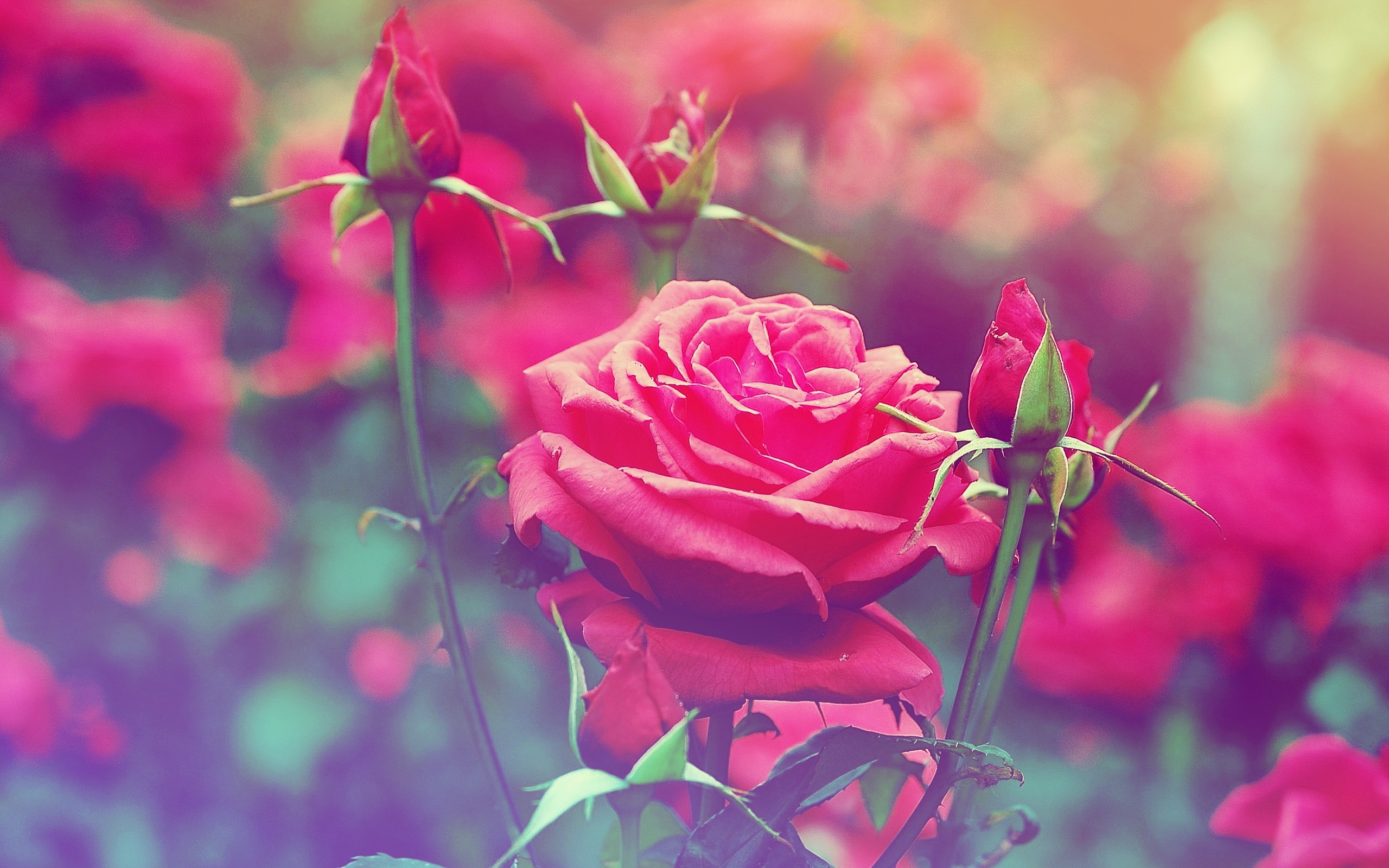 earth, rose, bud, flower, flowers