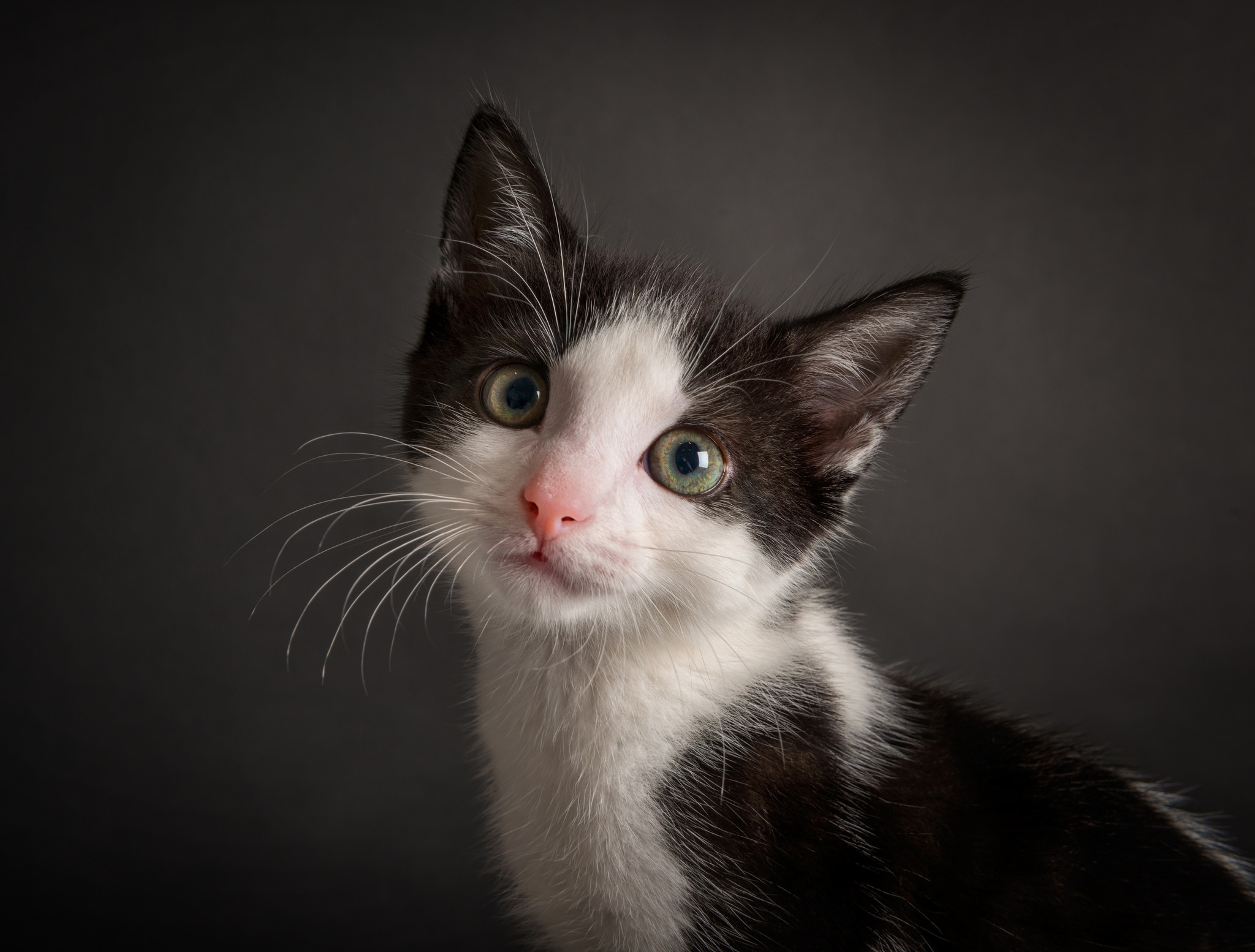 Téléchargez gratuitement l'image Animaux, Chats, Chat, Chaton, Bébé Animal sur le bureau de votre PC