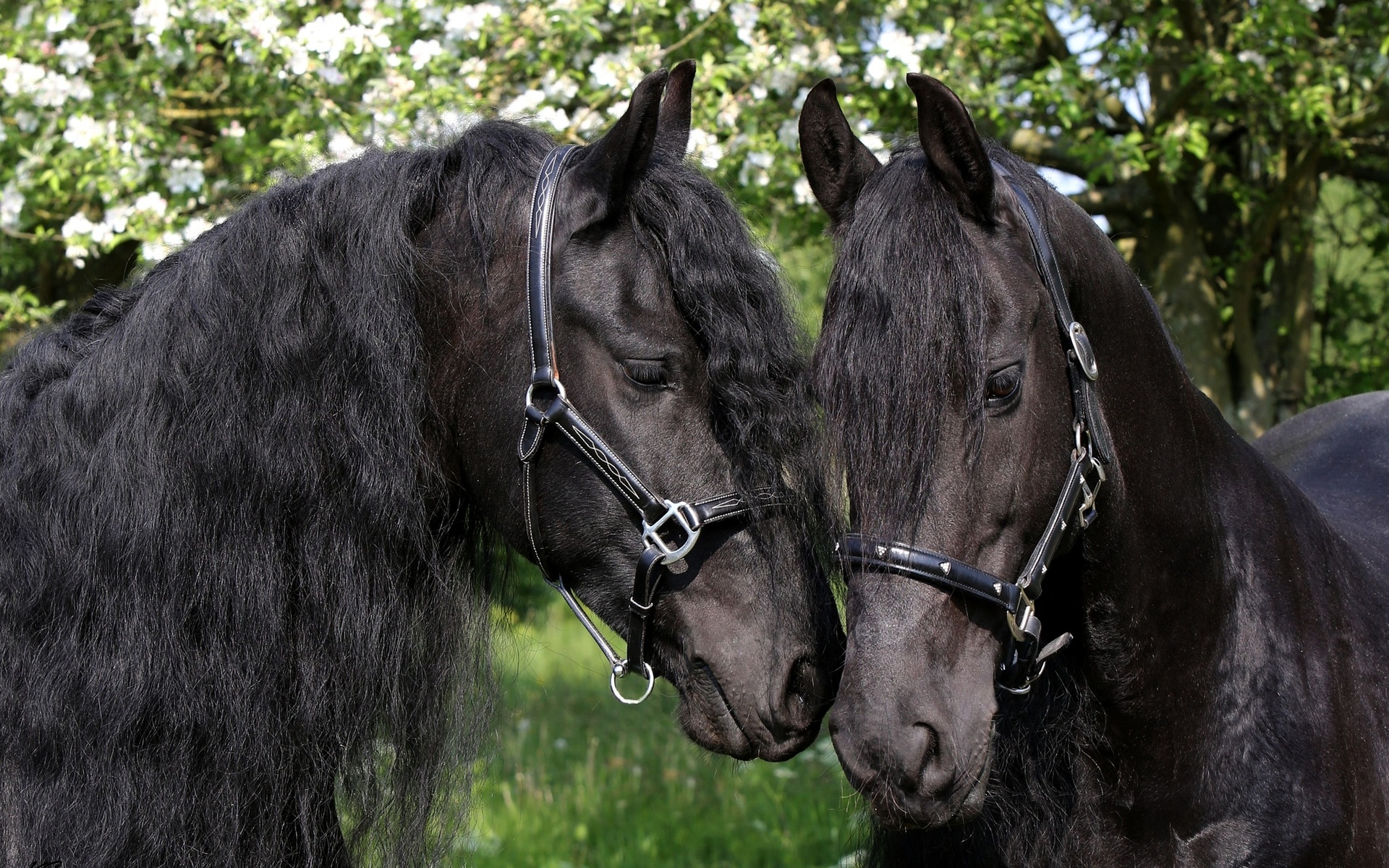 PCデスクトップに動物, 馬画像を無料でダウンロード