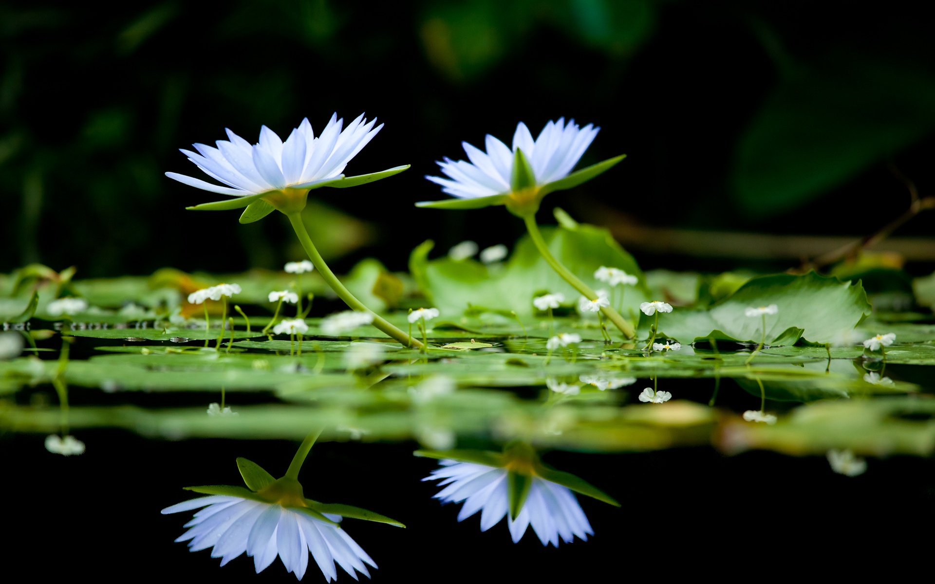 Descarga gratis la imagen Flor, Tierra/naturaleza en el escritorio de tu PC