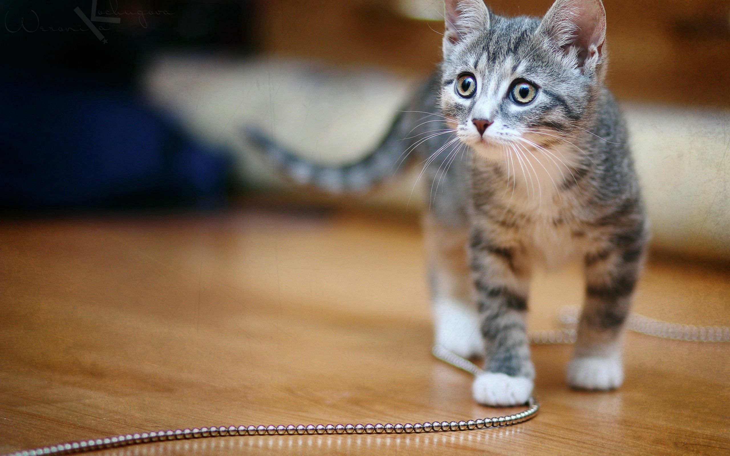 無料モバイル壁紙動物, キティ, むら, 発見, 鎖, 子猫をダウンロードします。