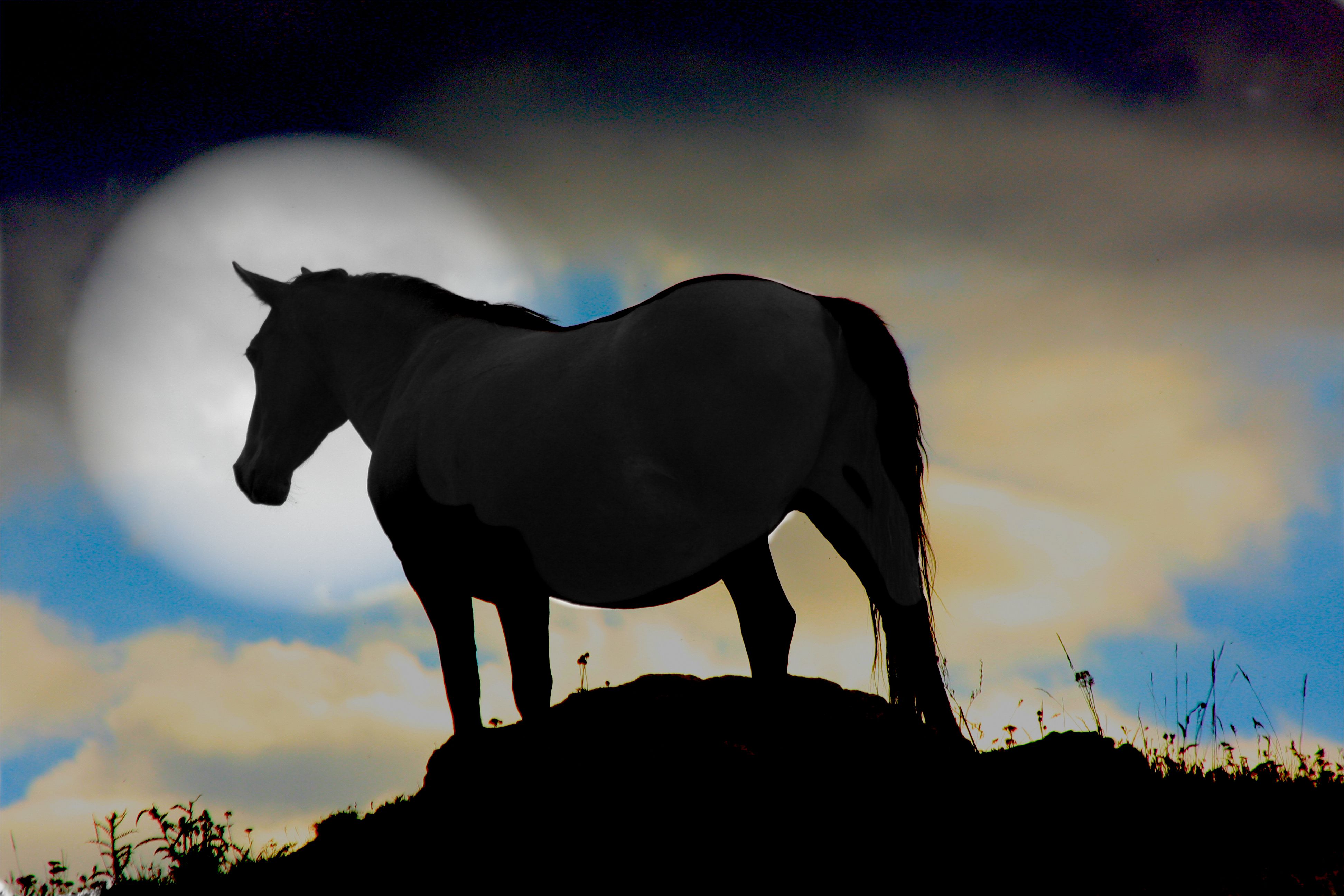 Free download wallpaper Animal, Horse on your PC desktop