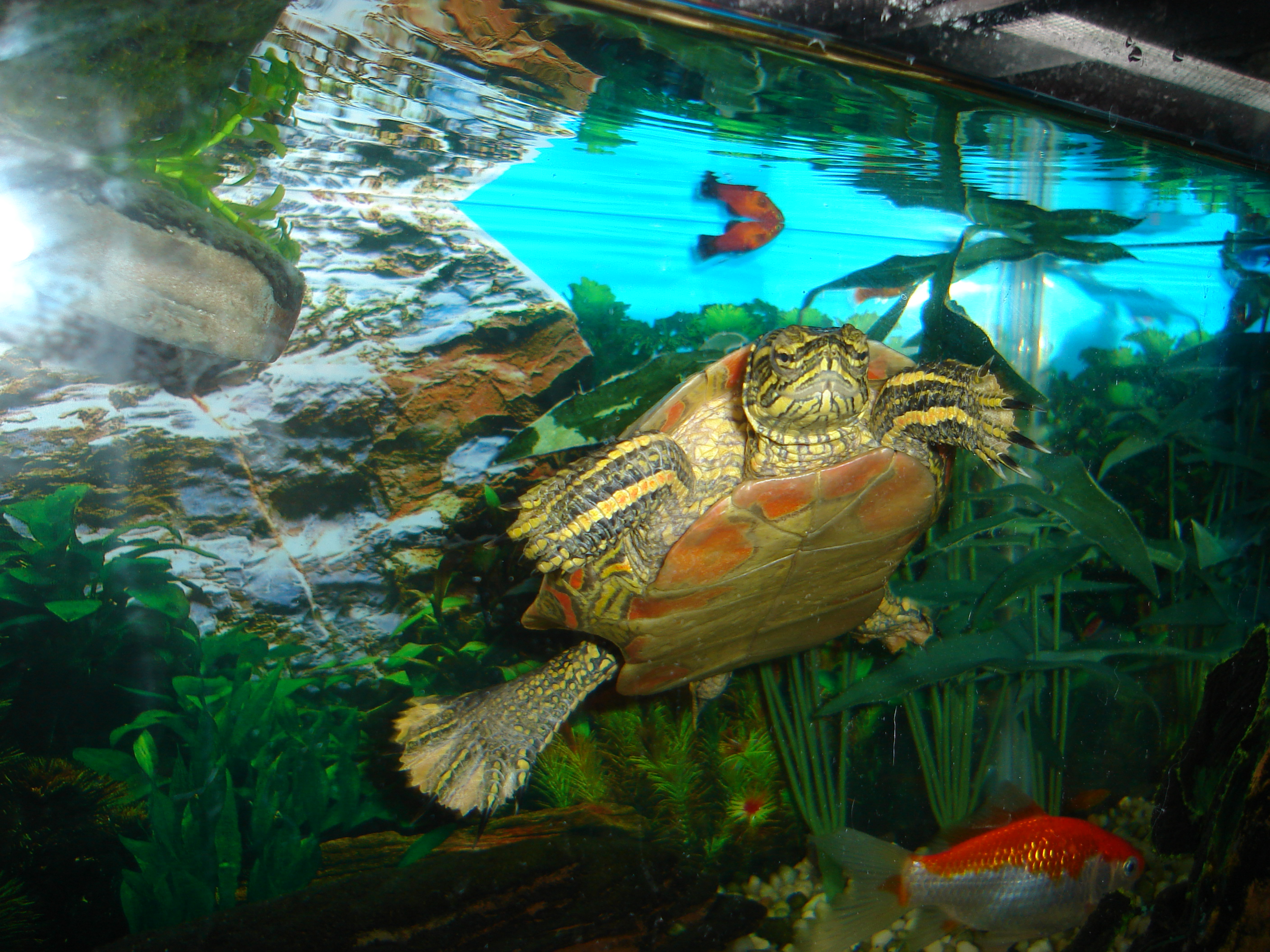 Handy-Wallpaper Schildkröte, Schildkröten, Tiere kostenlos herunterladen.