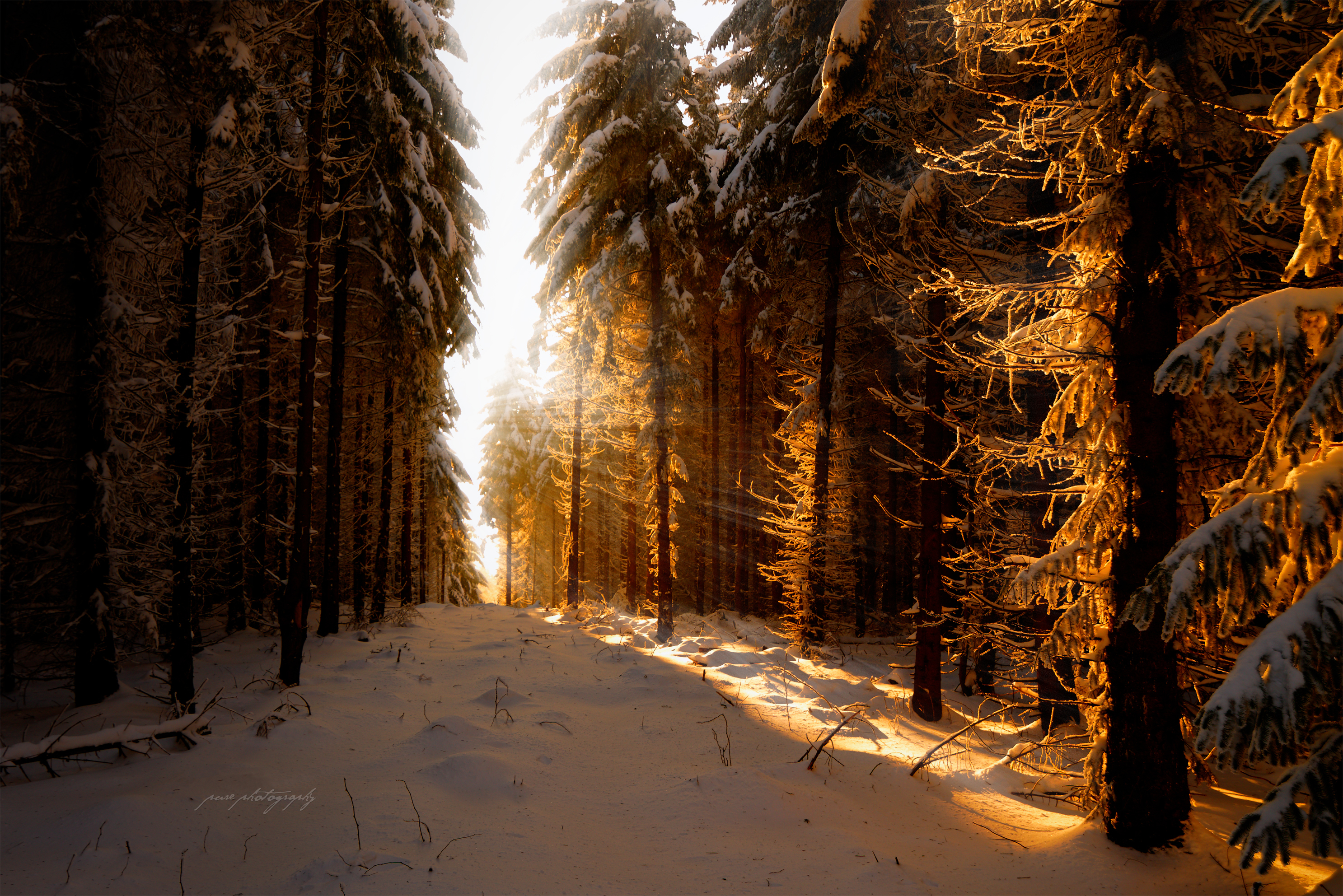 PCデスクトップに冬, 自然, 雪, 道, 森, 地球, サンビーム画像を無料でダウンロード