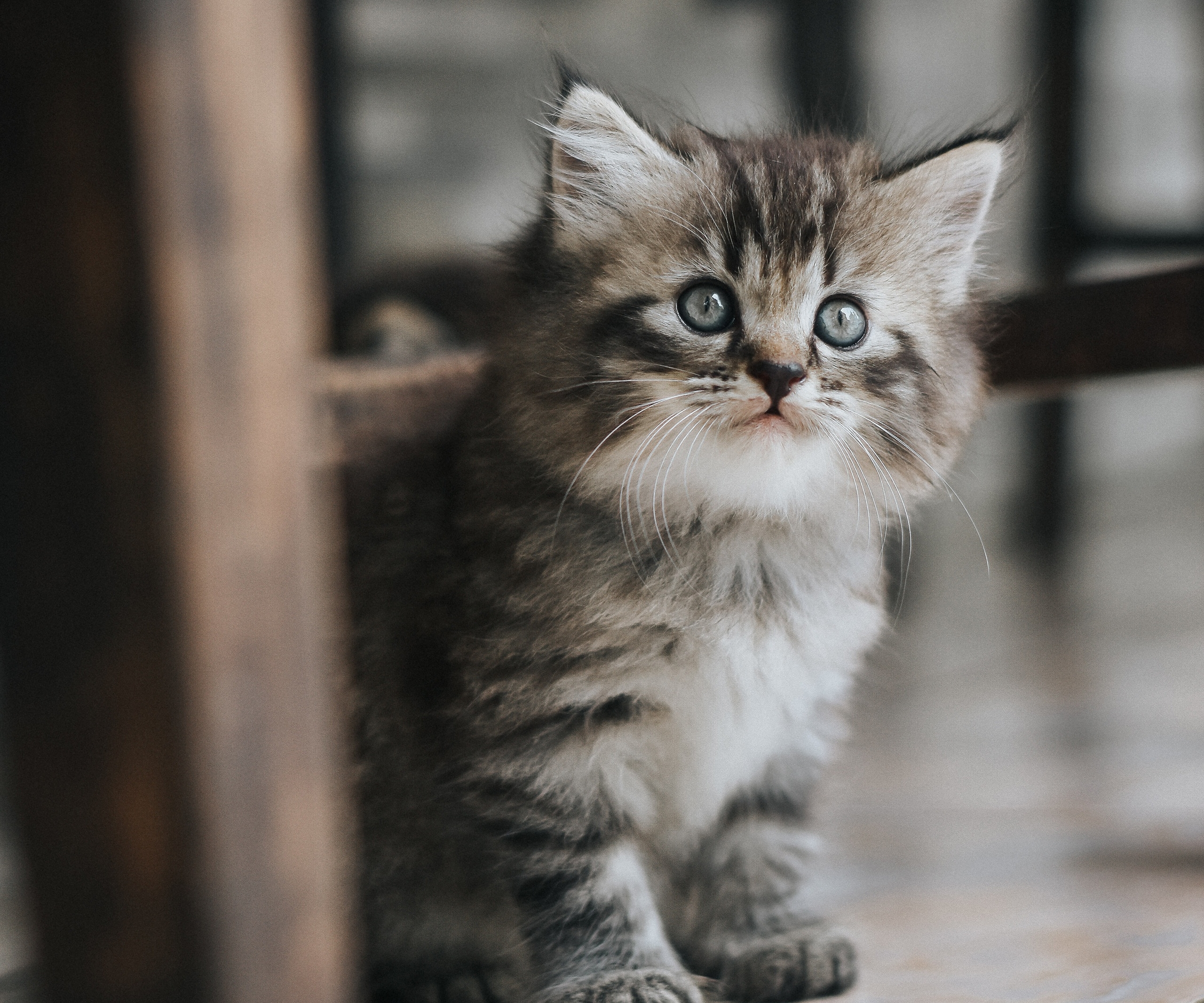 Téléchargez gratuitement l'image Animaux, Chats, Chat, Chaton, Bébé Animal sur le bureau de votre PC