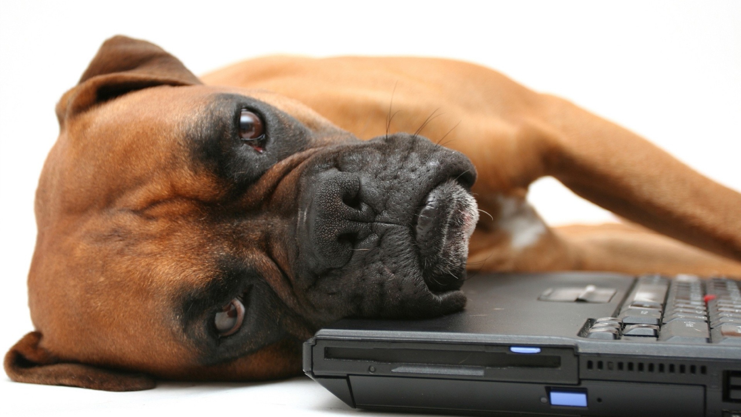 319402 descargar fondo de pantalla animales, boxer, perros: protectores de pantalla e imágenes gratis