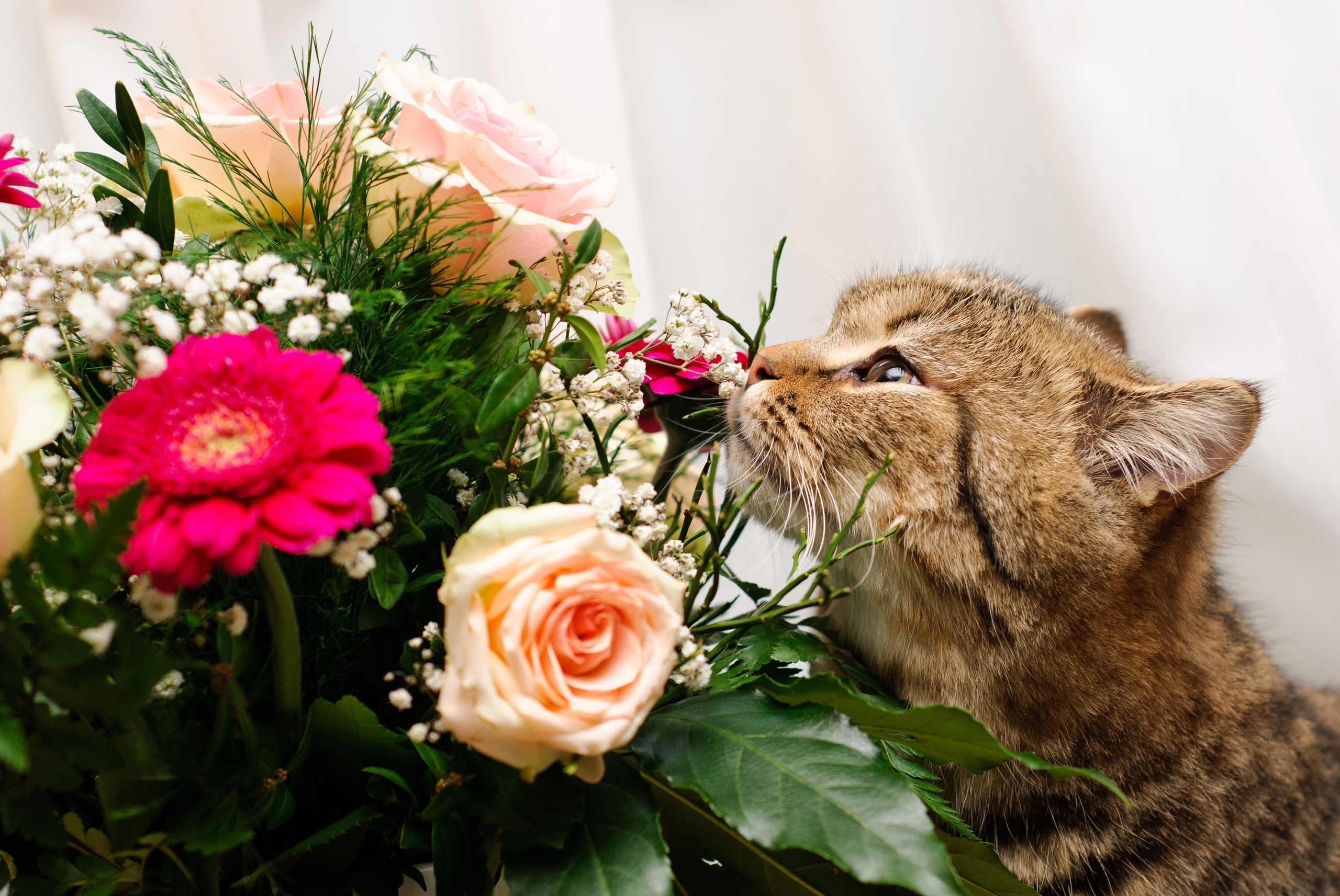 animals, flowers, cat, bouquet, to sniff, smell