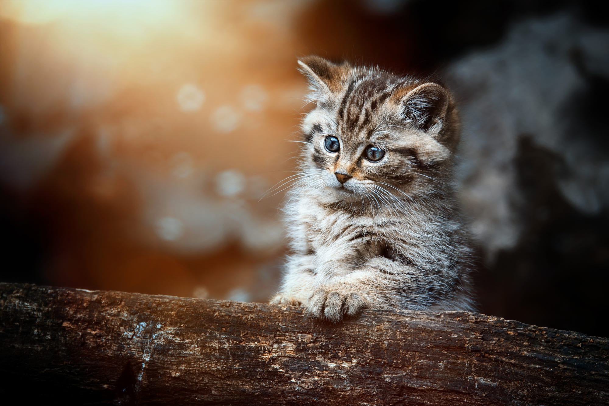 Téléchargez gratuitement l'image Animaux, Chats, Chat, Chaton, Bébé Animal sur le bureau de votre PC