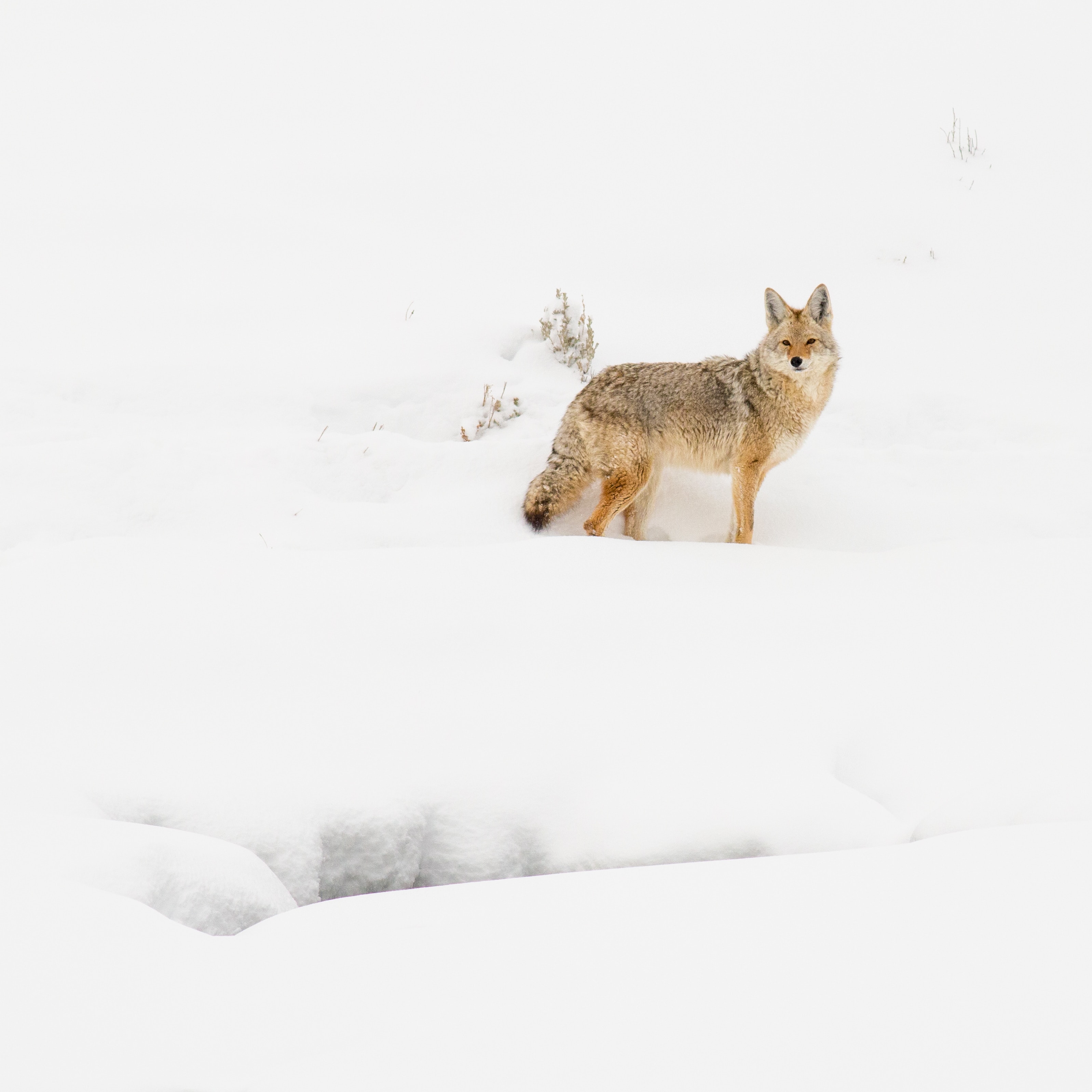 Free download wallpaper Animals, Winter, Snow, Coyote, Wildlife, Beast on your PC desktop