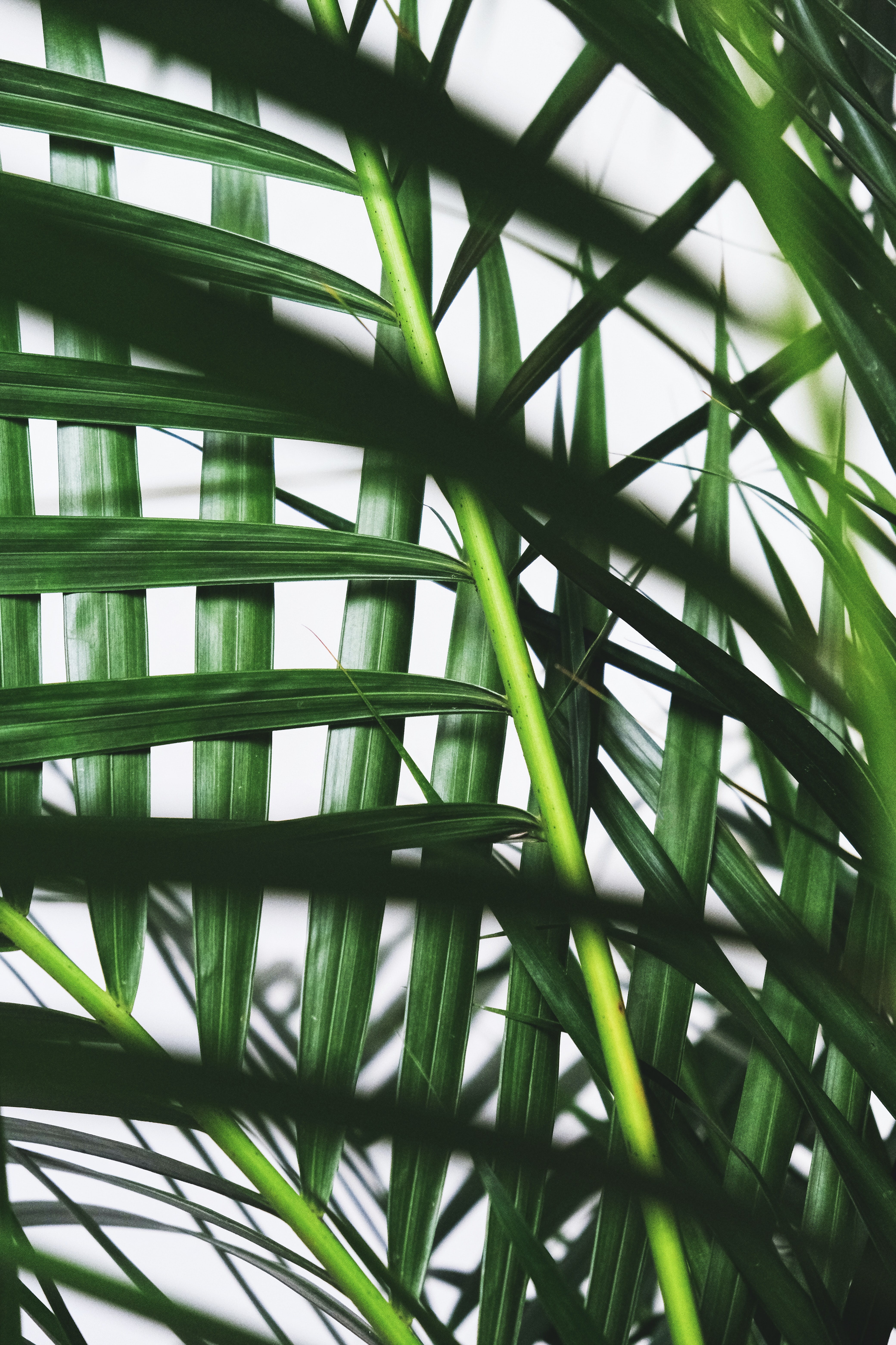 Free download wallpaper Macro, Palm, Branches, Leaves, Plant on your PC desktop