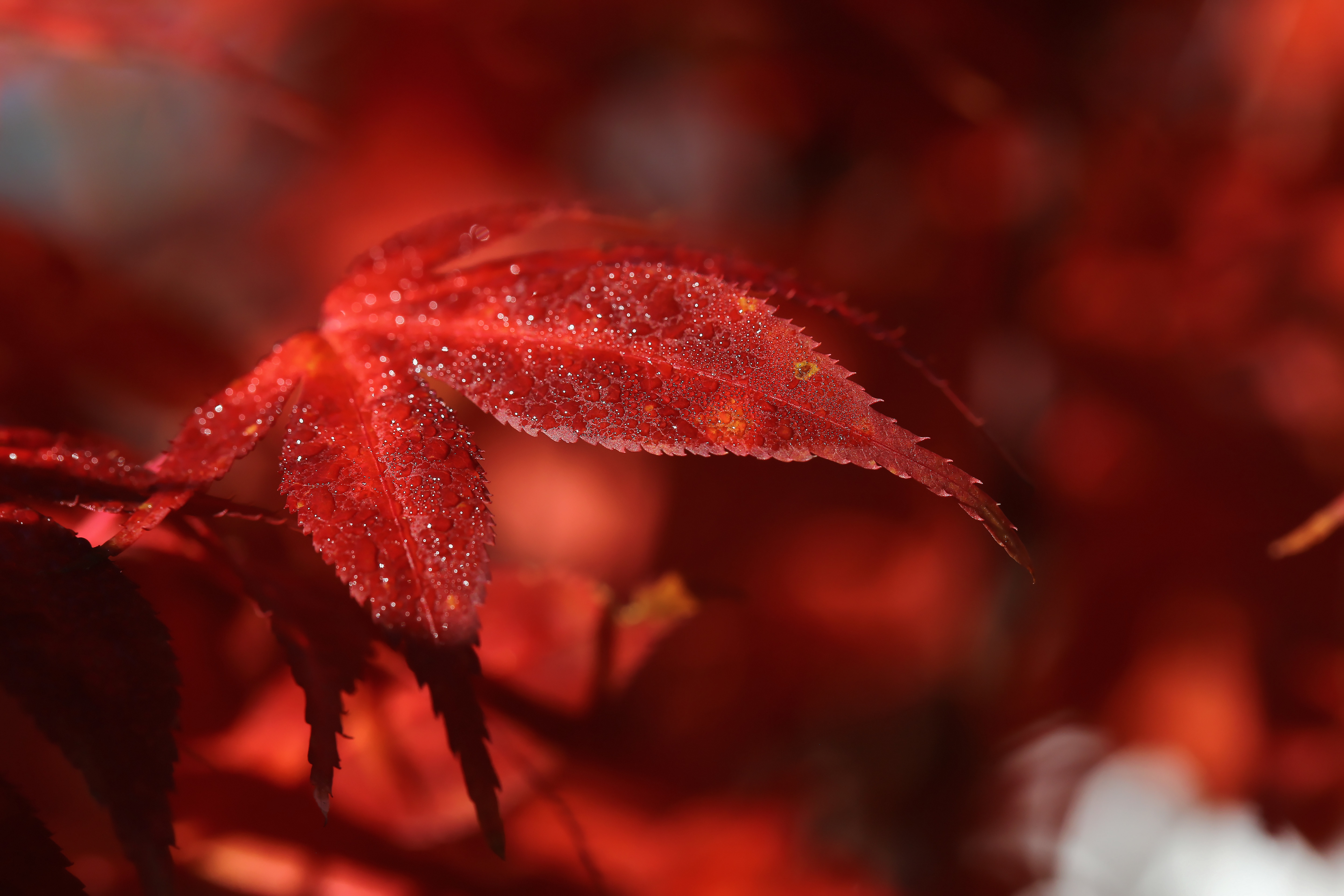 Download mobile wallpaper Nature, Macro, Blur, Leaf, Fall, Earth for free.