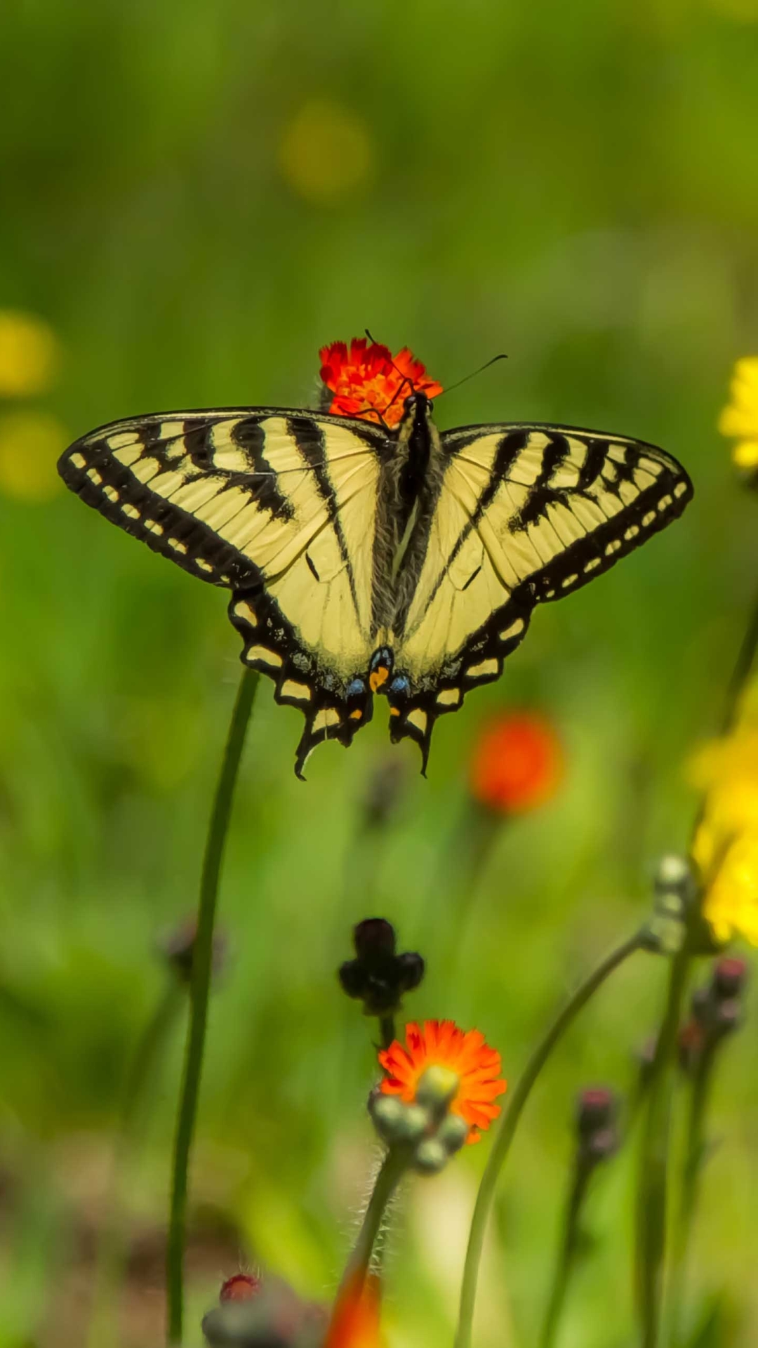 Descarga gratuita de fondo de pantalla para móvil de Animales, Flor, Insecto, Mariposa, Flor Blanca, Flor Naranja.