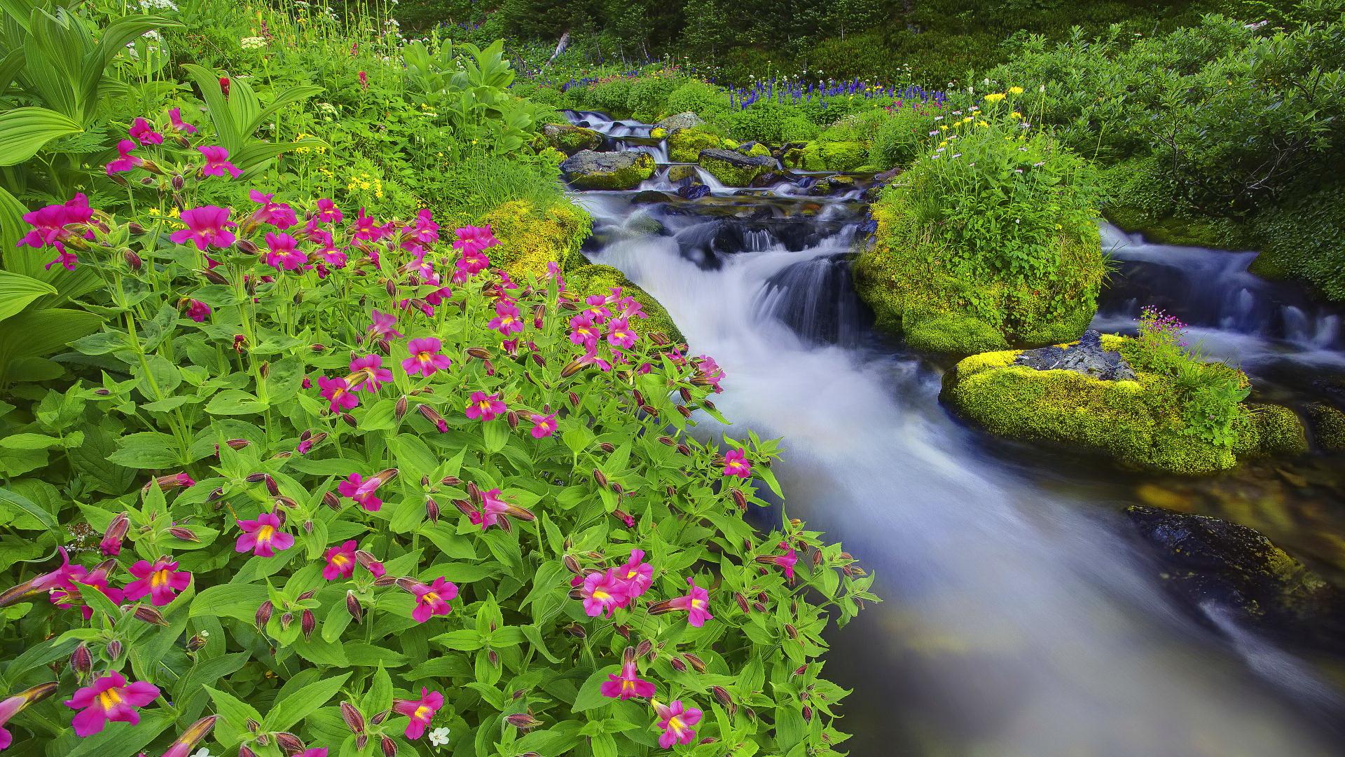 Free download wallpaper Grass, Flower, Earth, Moss, Stream, Spring, Purple Flower on your PC desktop