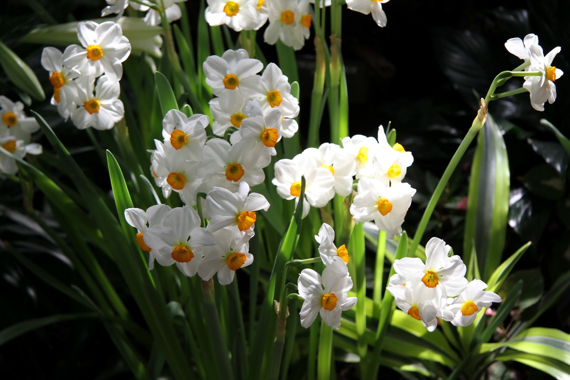 spring, greens, flowers, narcissussi, flower bed, flowerbed, mood Full HD