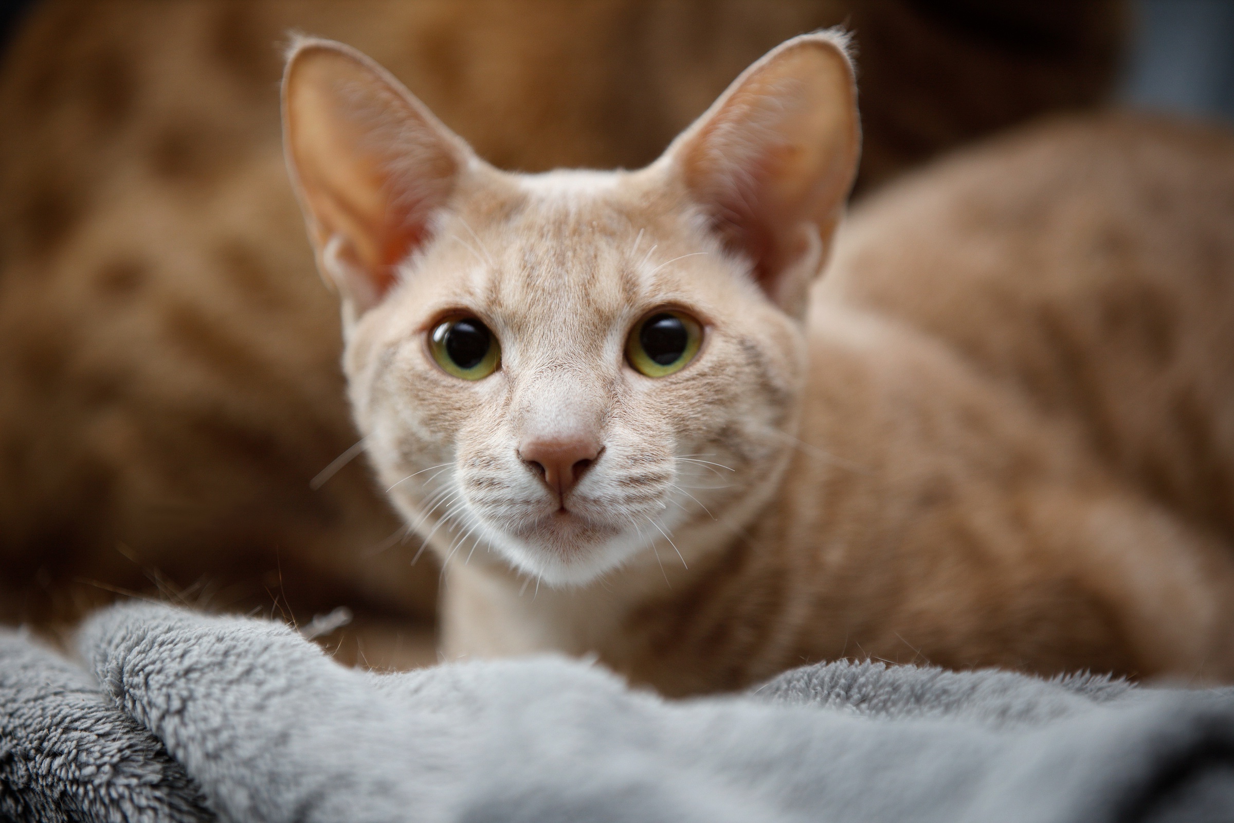 Baixe gratuitamente a imagem Animais, Gatos, Gato na área de trabalho do seu PC