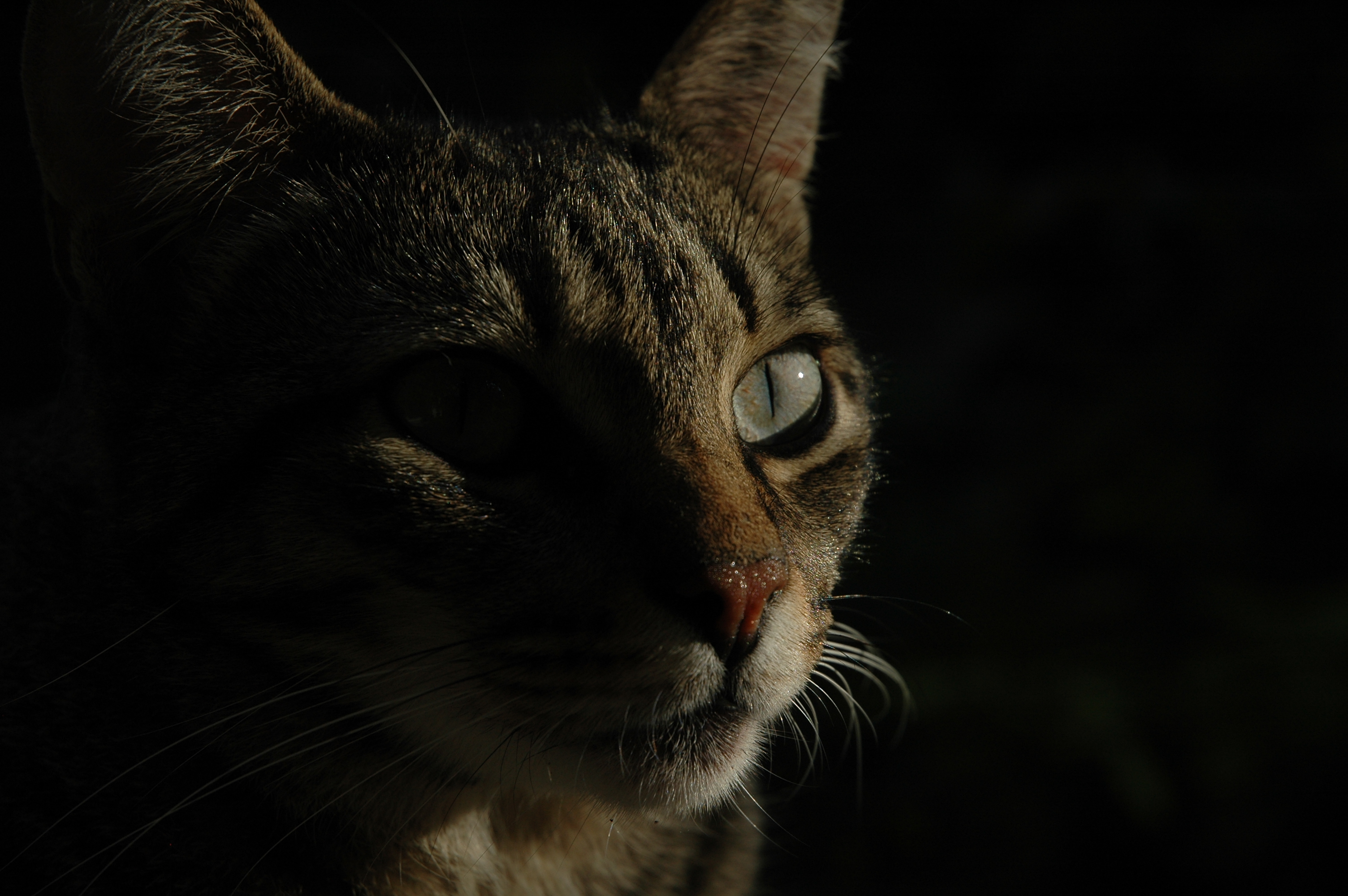 Baixar papel de parede para celular de Animais, Gato gratuito.