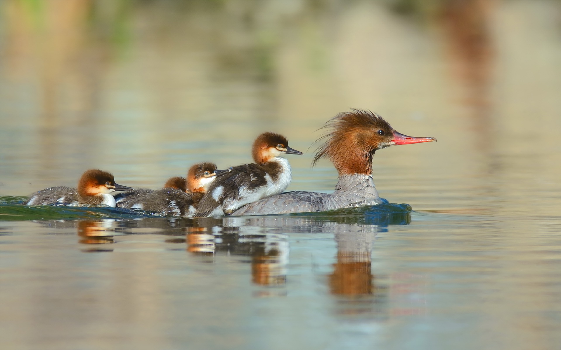 Download mobile wallpaper Birds, Reflection, Bird, Animal, Duck, Duckling, Baby Animal for free.