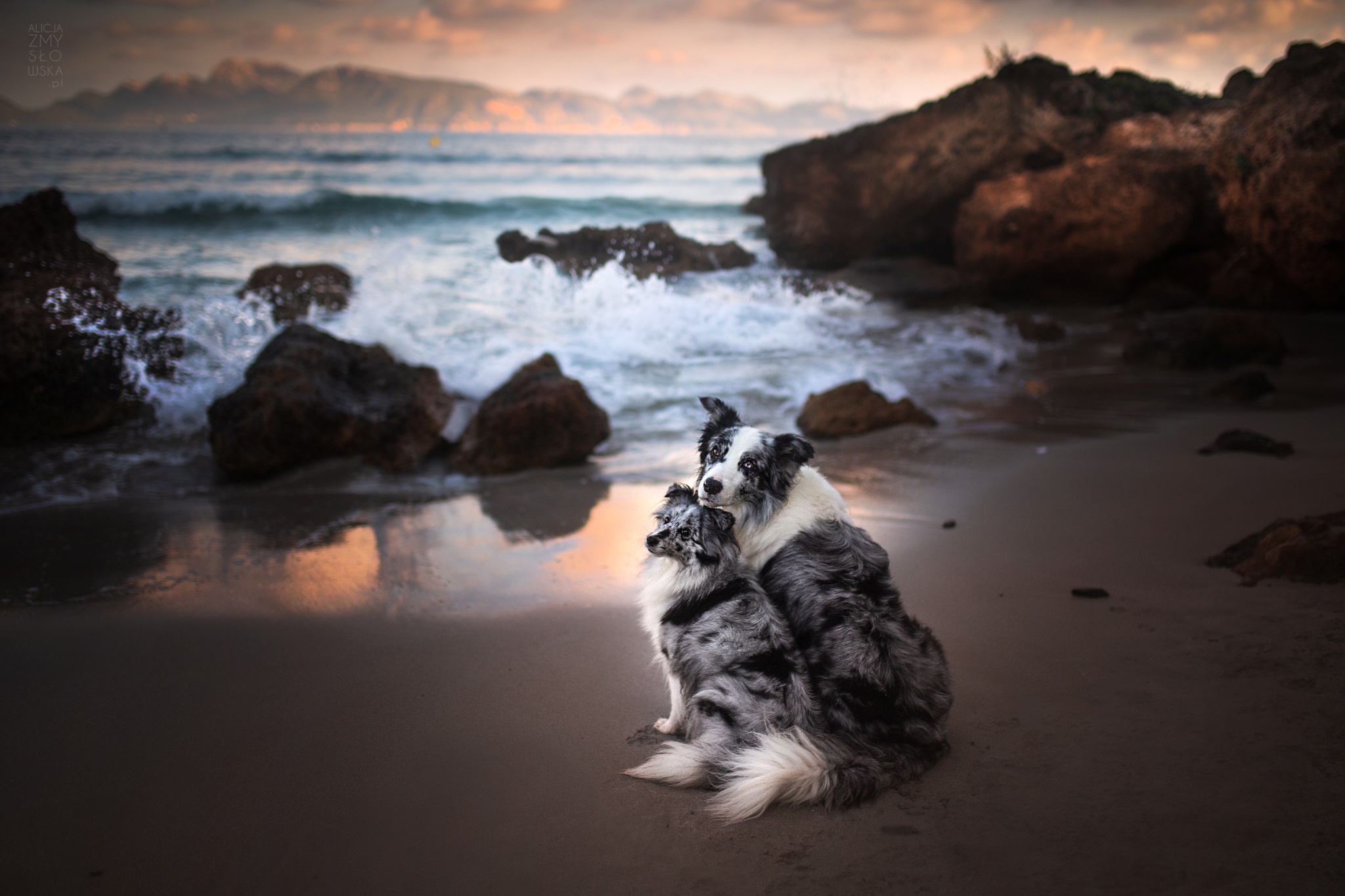 Handy-Wallpaper Tiere, Hunde, Strand, Hund kostenlos herunterladen.