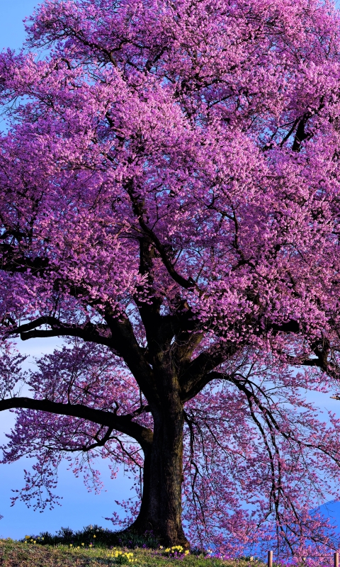 Download mobile wallpaper Trees, Flower, Tree, Earth, Spring, Pink Flower for free.