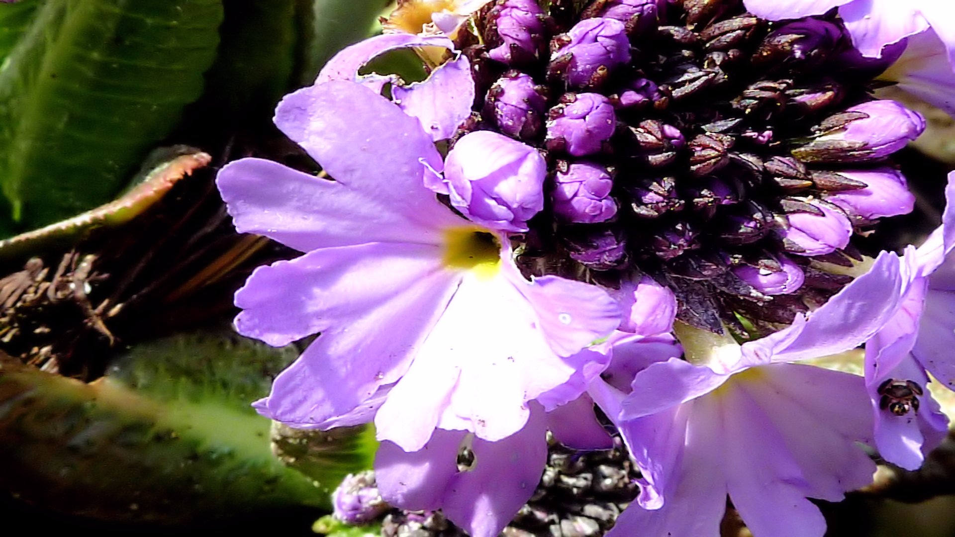 Descarga gratuita de fondo de pantalla para móvil de Flores, Flor, Tierra/naturaleza.