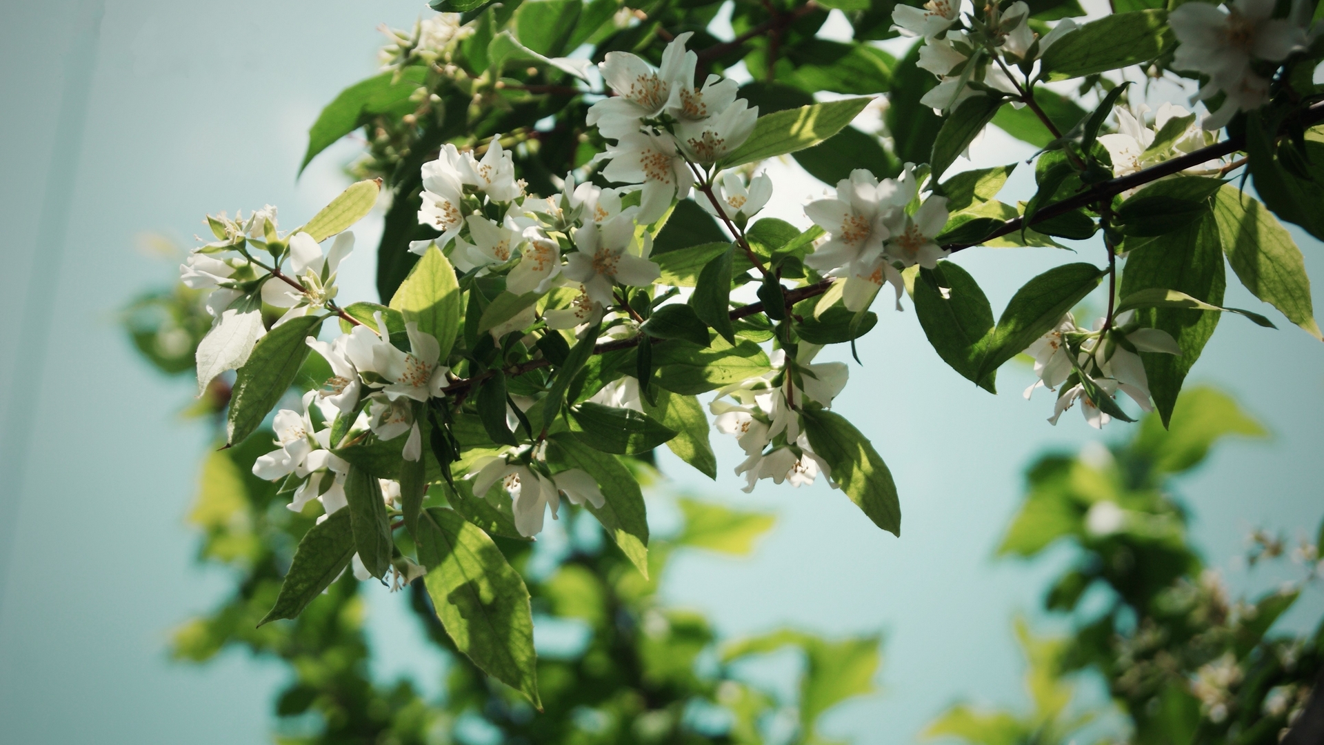 Descarga gratis la imagen Flores, Florecer, Tierra/naturaleza en el escritorio de tu PC