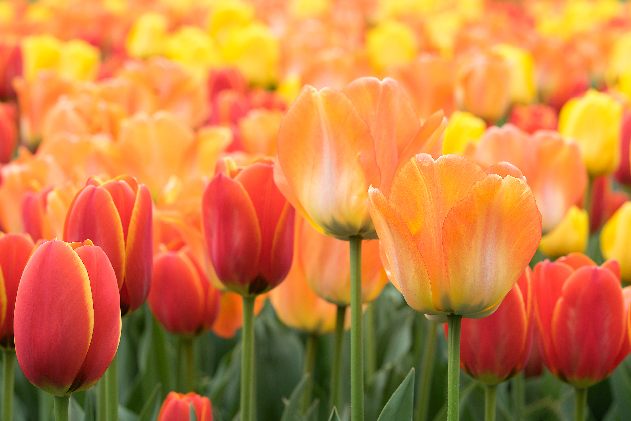 Download mobile wallpaper Nature, Flowers, Flower, Earth, Tulip, Red Flower, Orange Flower for free.