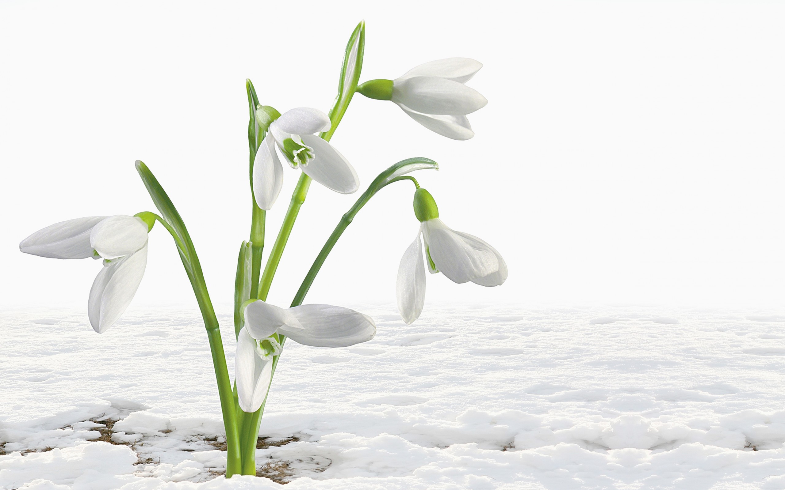 282811 télécharger le fond d'écran perce neige, fleur blanche, terre/nature, fleur, fleurs - économiseurs d'écran et images gratuitement