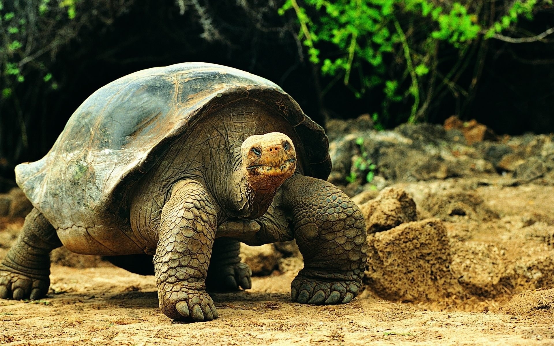 Download mobile wallpaper Turtles, Animal, Tortoise, Galápagos Tortoise for free.